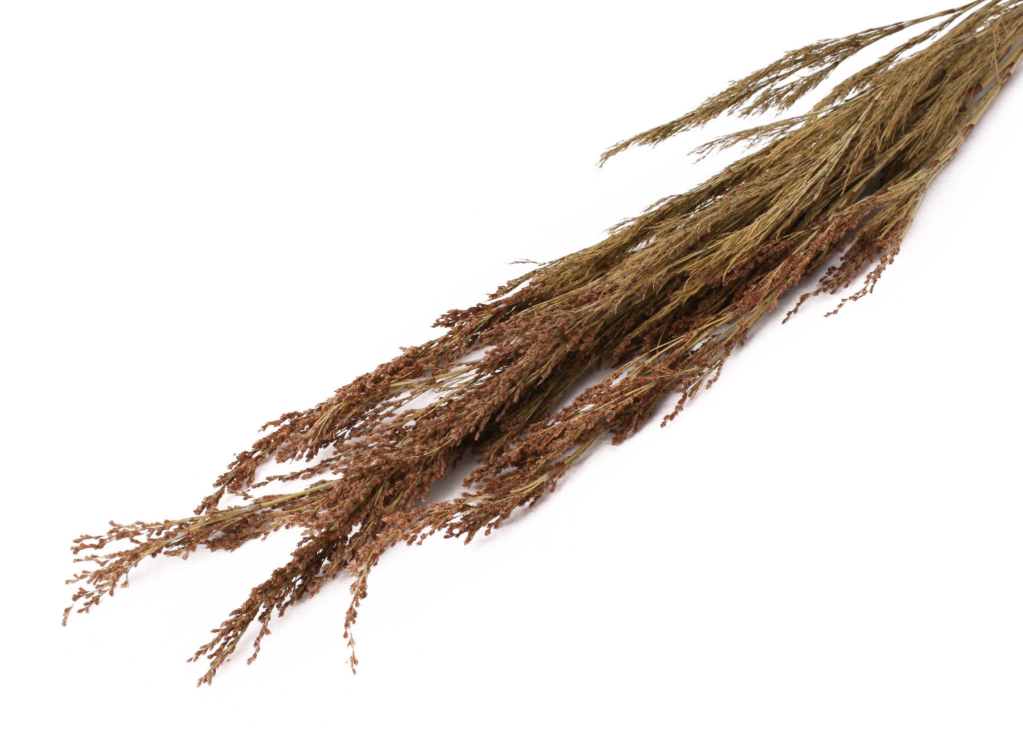 Reed Grass 75g preserved