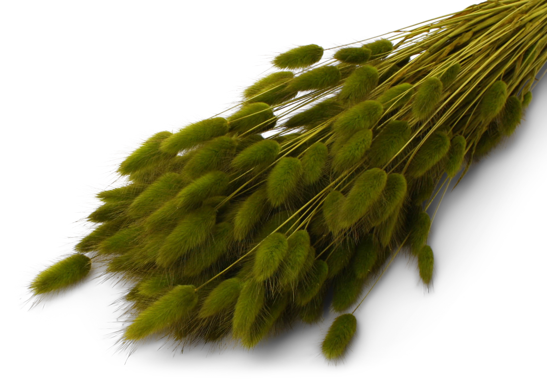 Lagurus Ovatum Antique Moss 55-60cm 100g