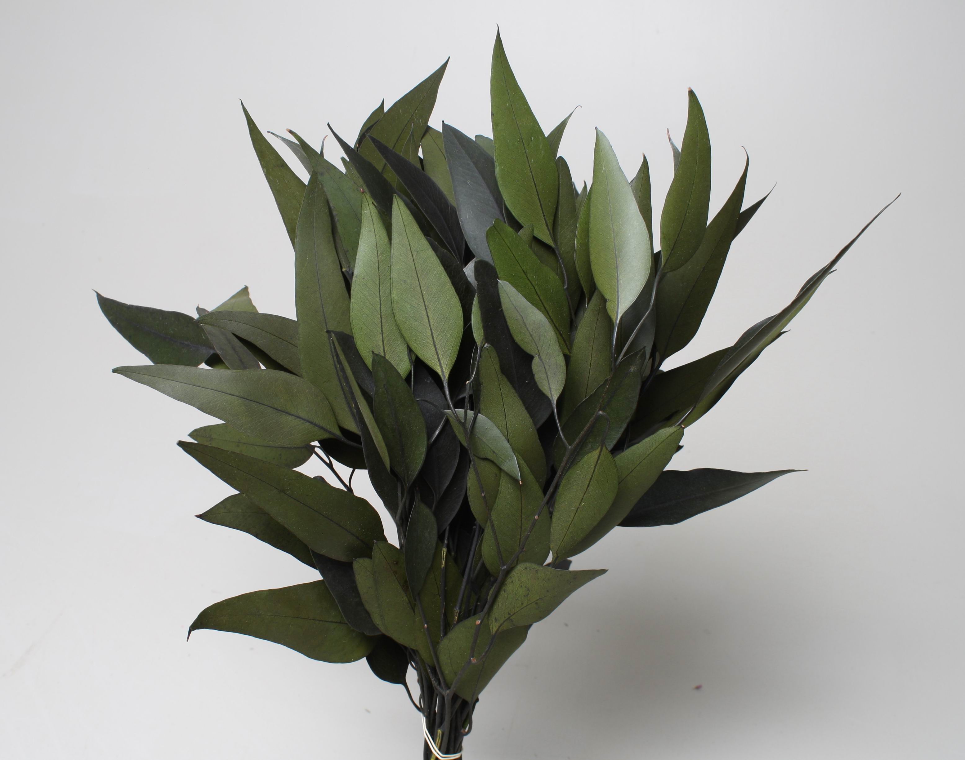 Eucalyptus Willow Green 40-50cm 75g