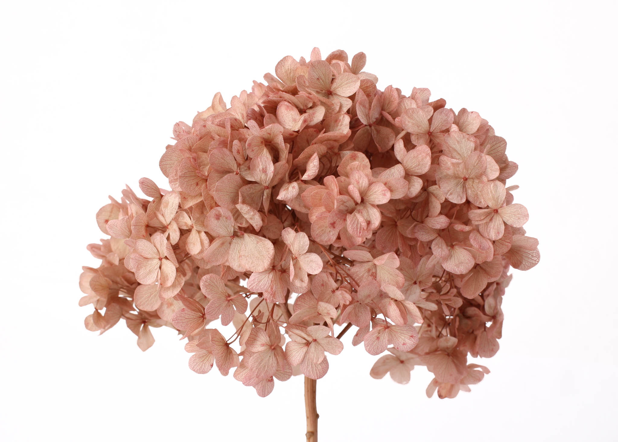 Hydrangea 15cm HD, 20-25cm Bund altrosa