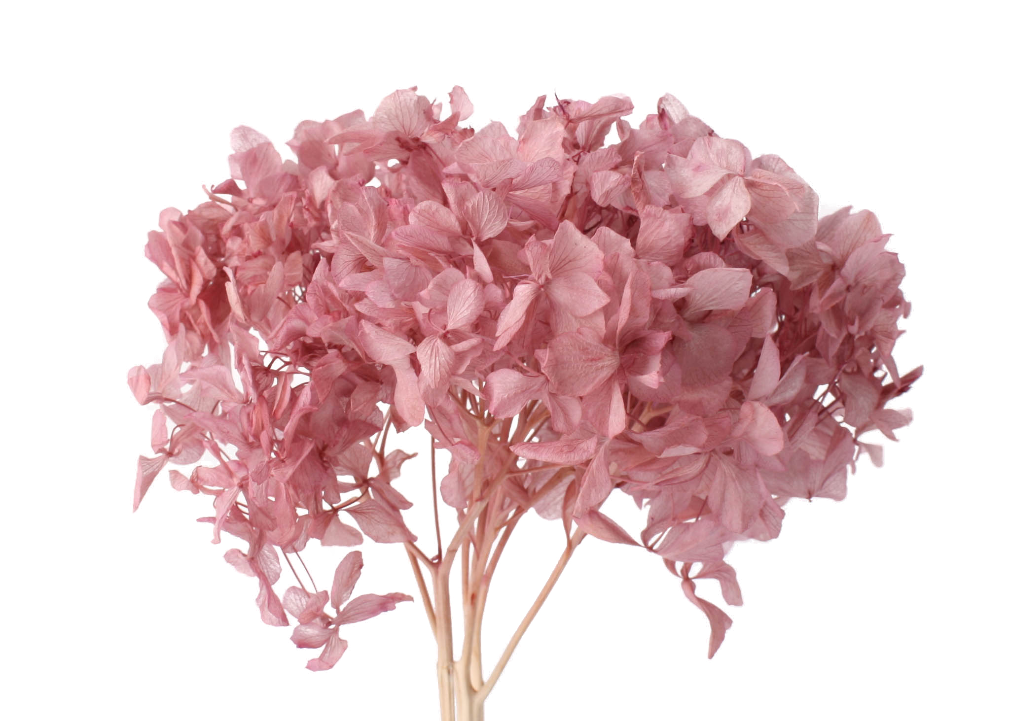 Hydrangea 15-20cm Head p-brombeer