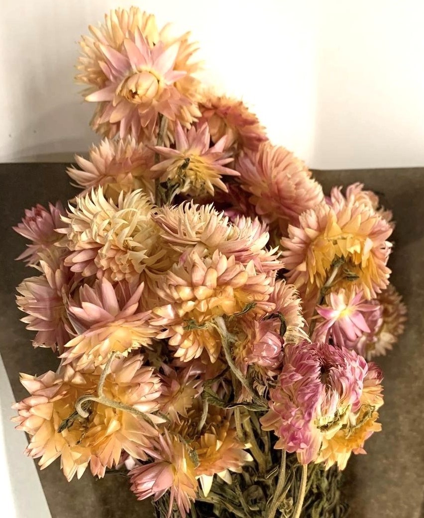 Helichrysum Silvery Rose 40-50cm 100g