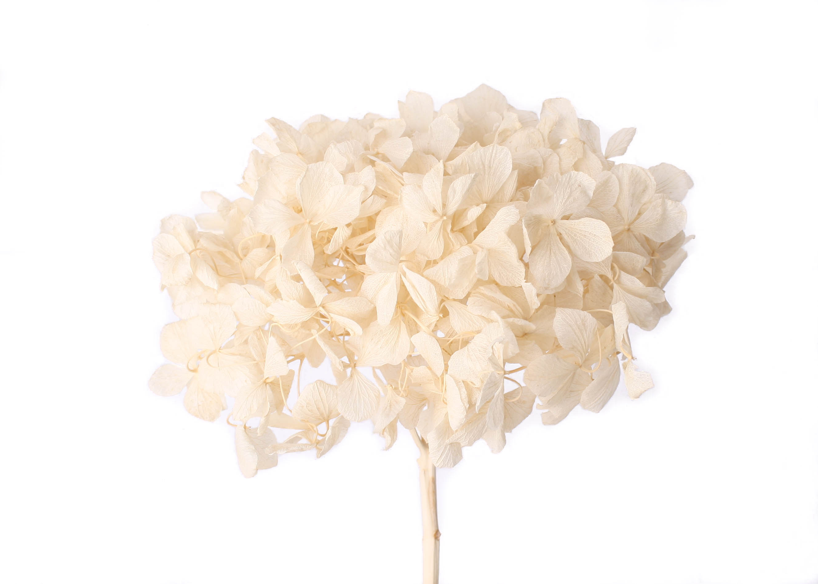 Hydrangea 15cm HD, 20-25cm Bund bleached