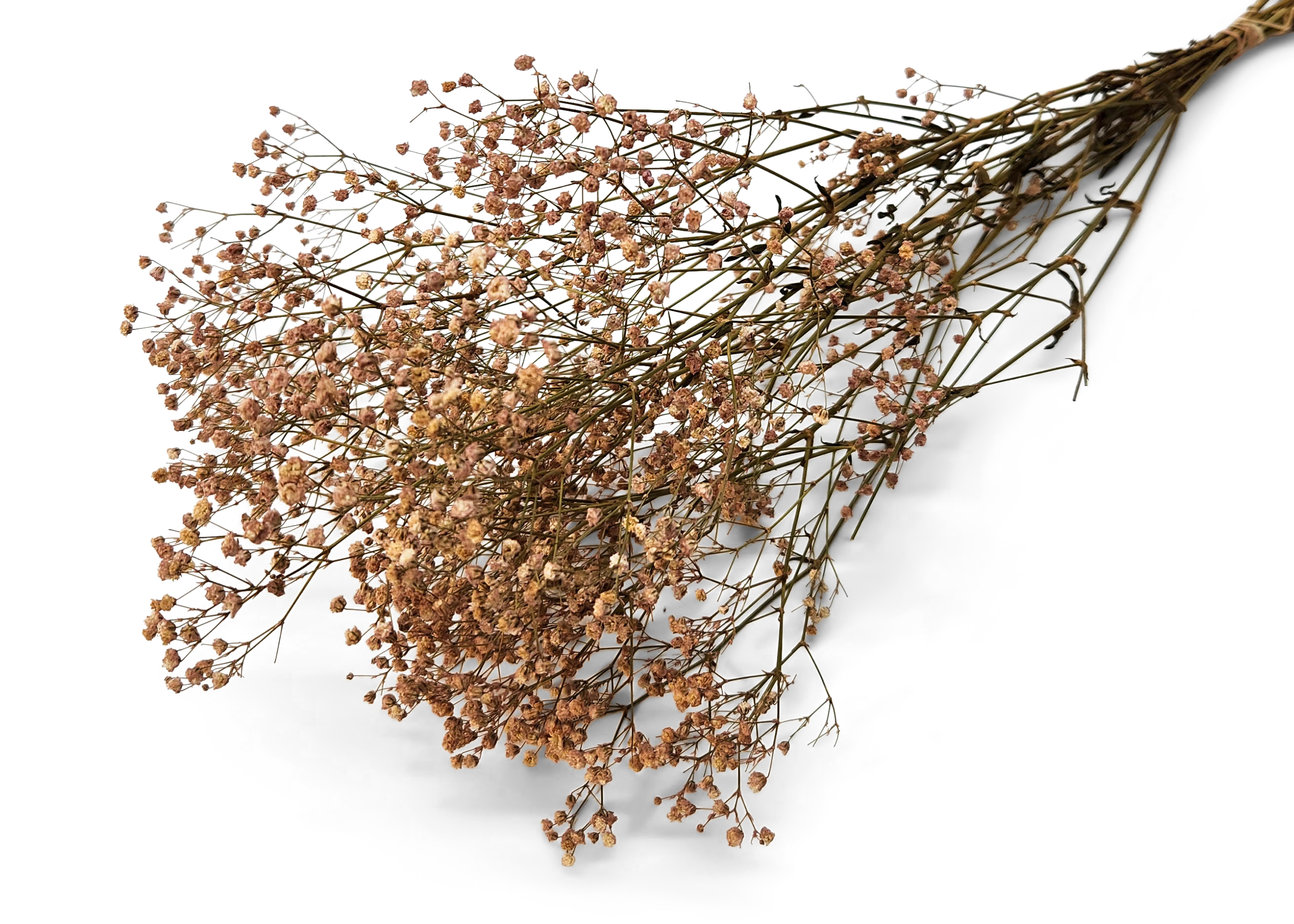 Gypsophila Paniculata 50-60 cm  50 GR p-erika