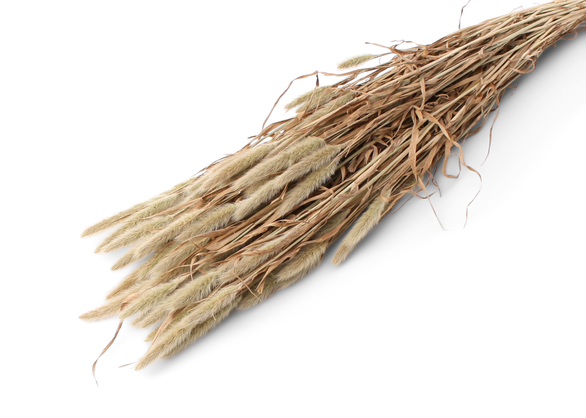 Polypogon 55-60cm, 75g