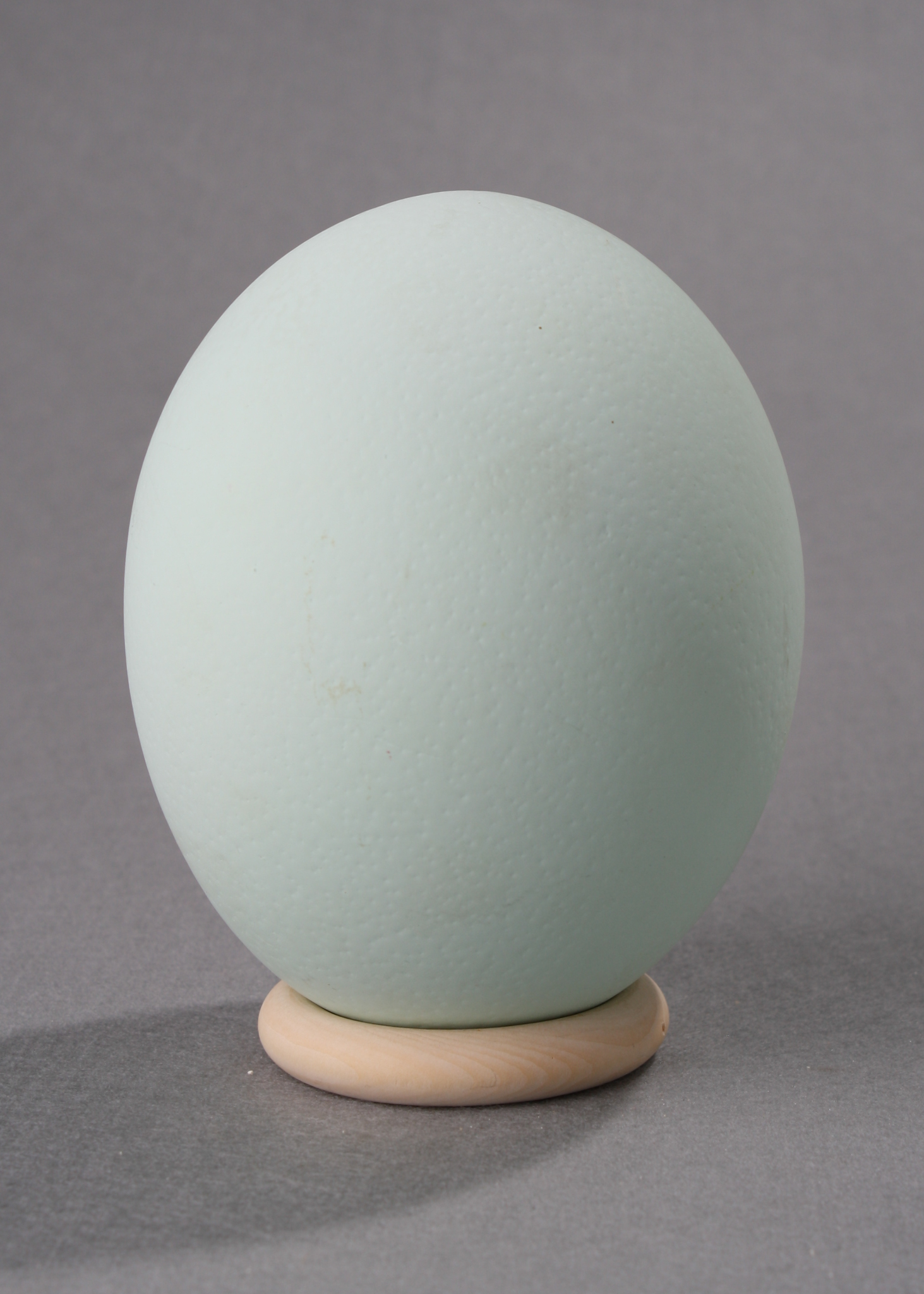 Ostrich Egg mit Holzständer matt pastell green
