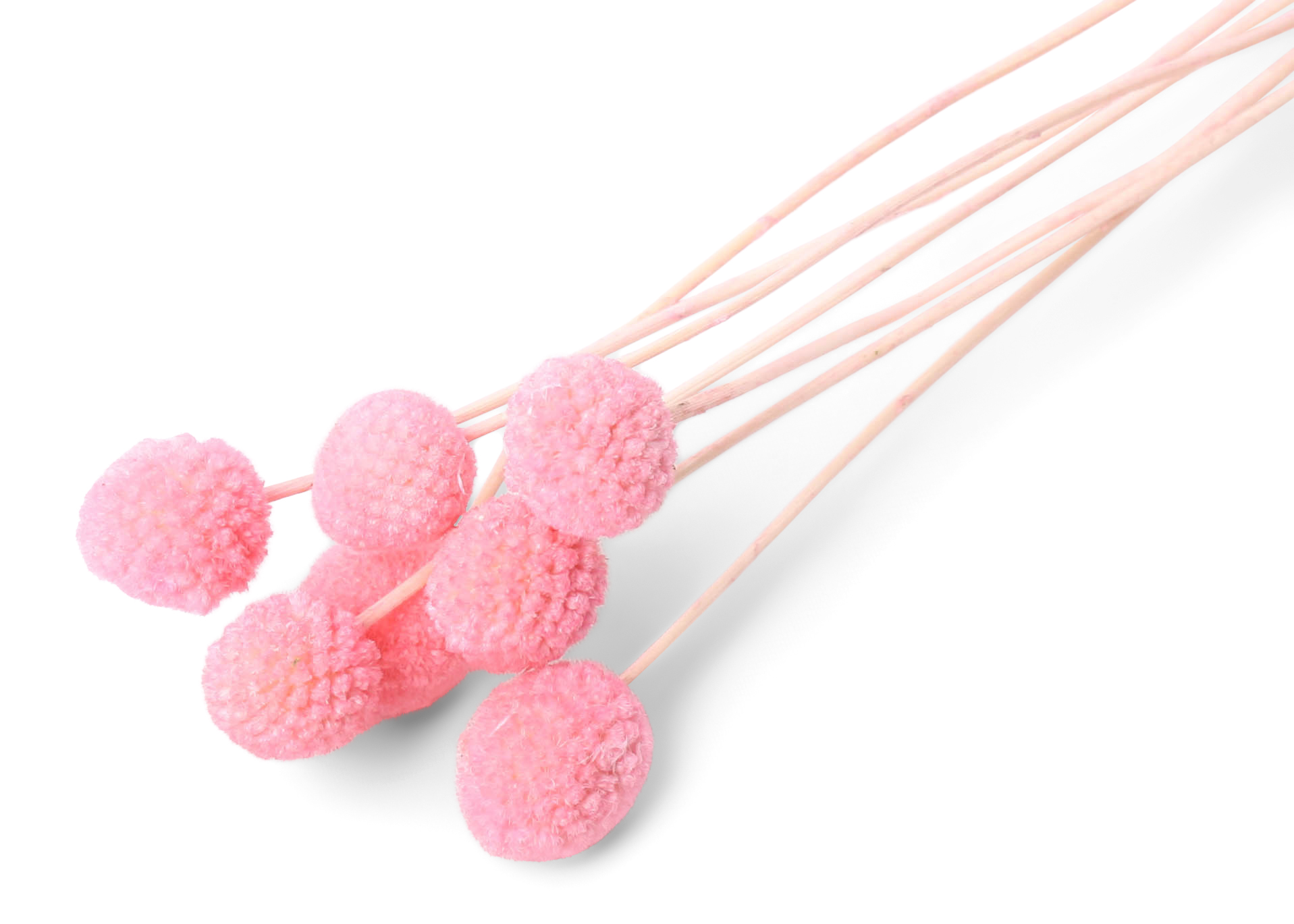 Craspedia pastel light pink 40-50cm 45g