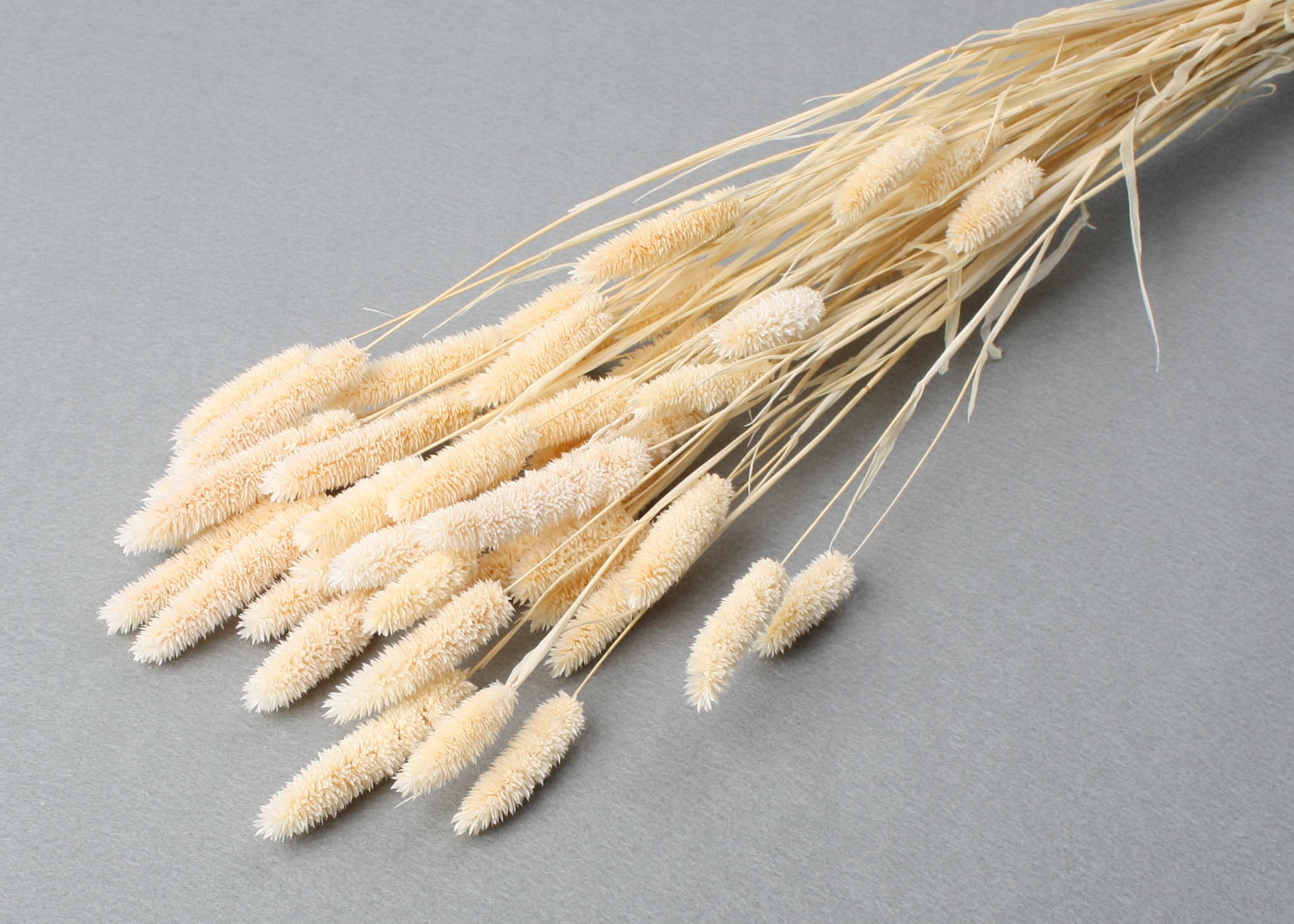 Phalaris Bleached 25-50cm 100g