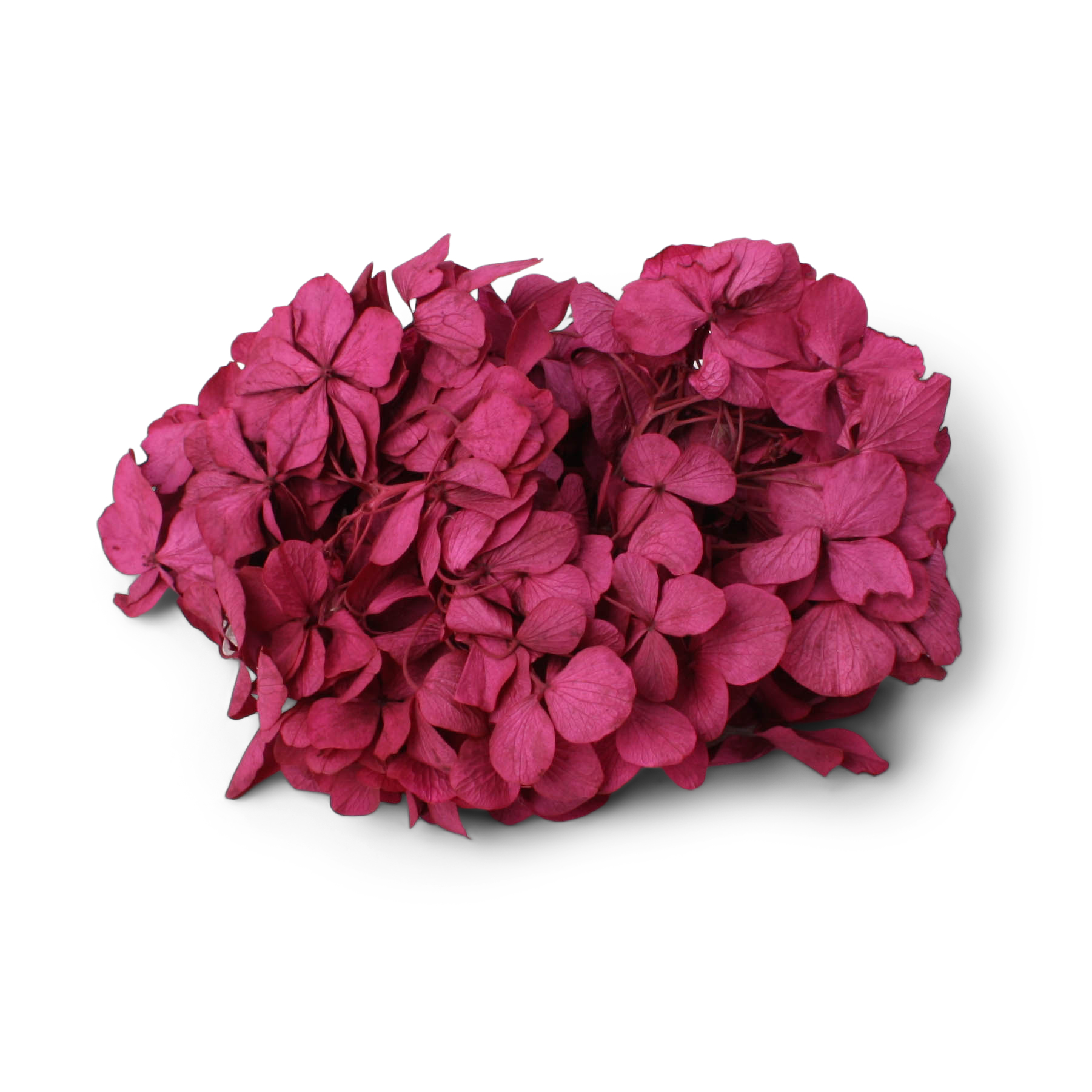 Hydrangea Merlot (15cm Hd) 20-25cm Stem