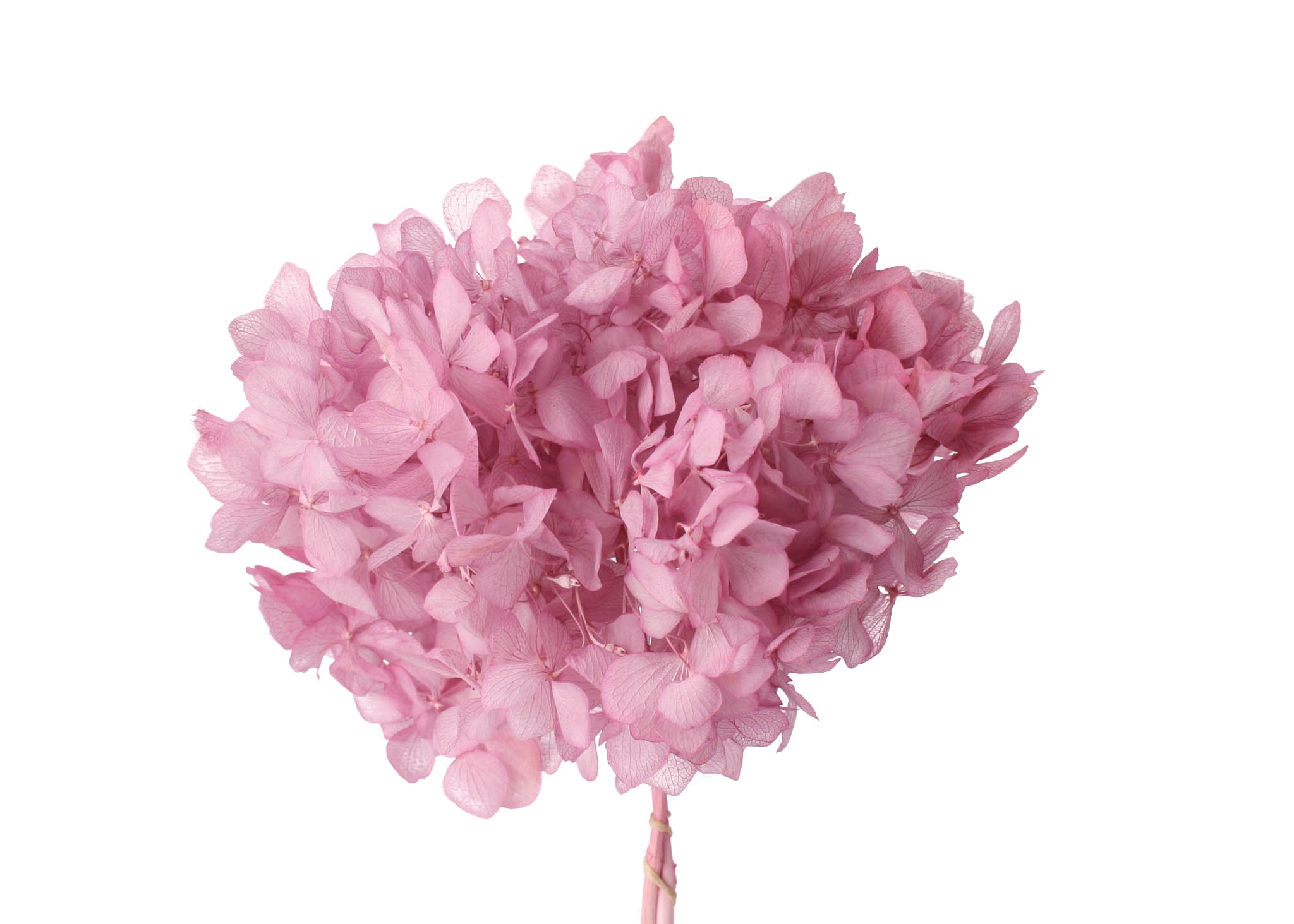 Hydrangea 15-20cm Head Pastel Lavender