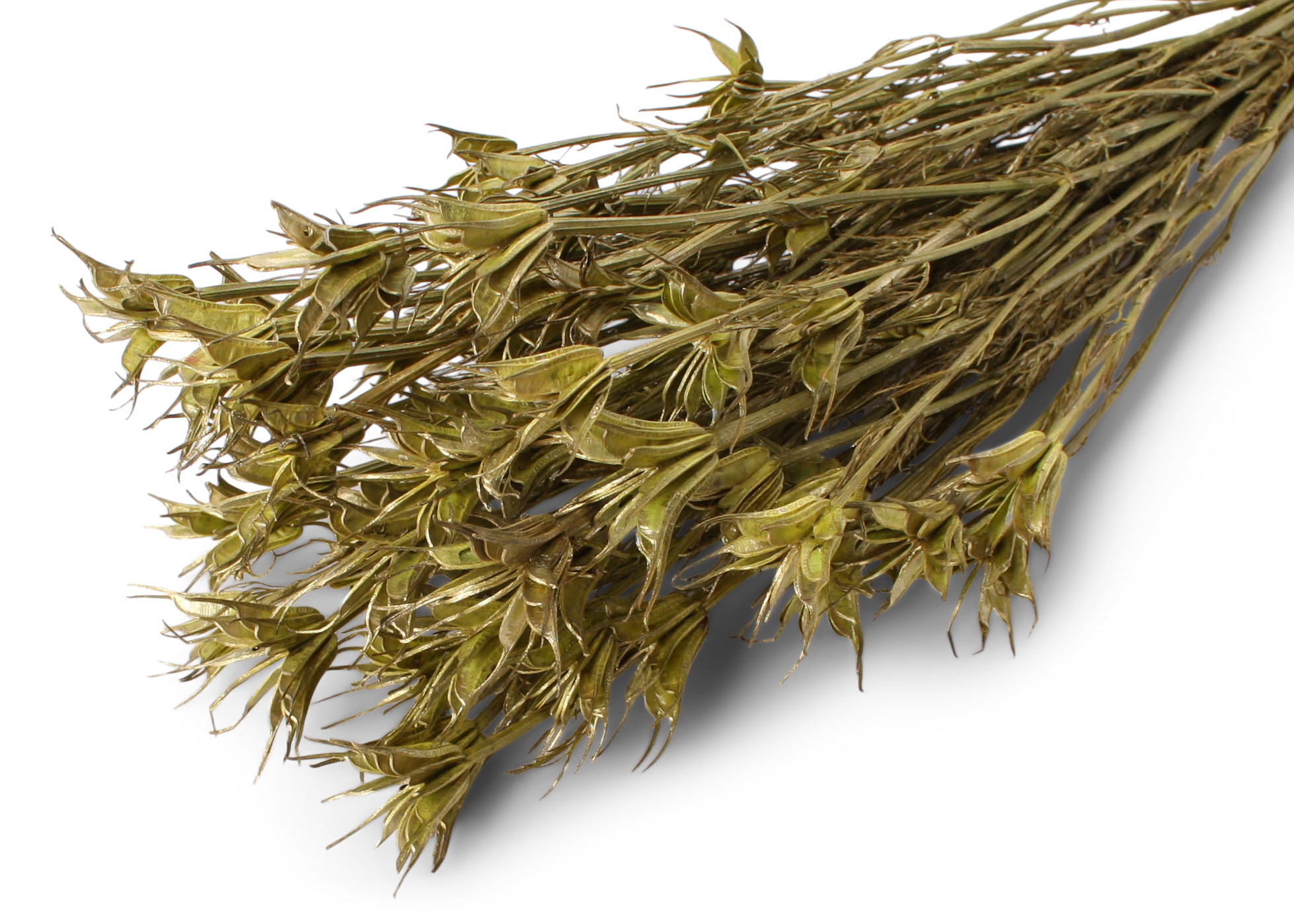 Nigella Basil Gold Washed 35-50cm 100g