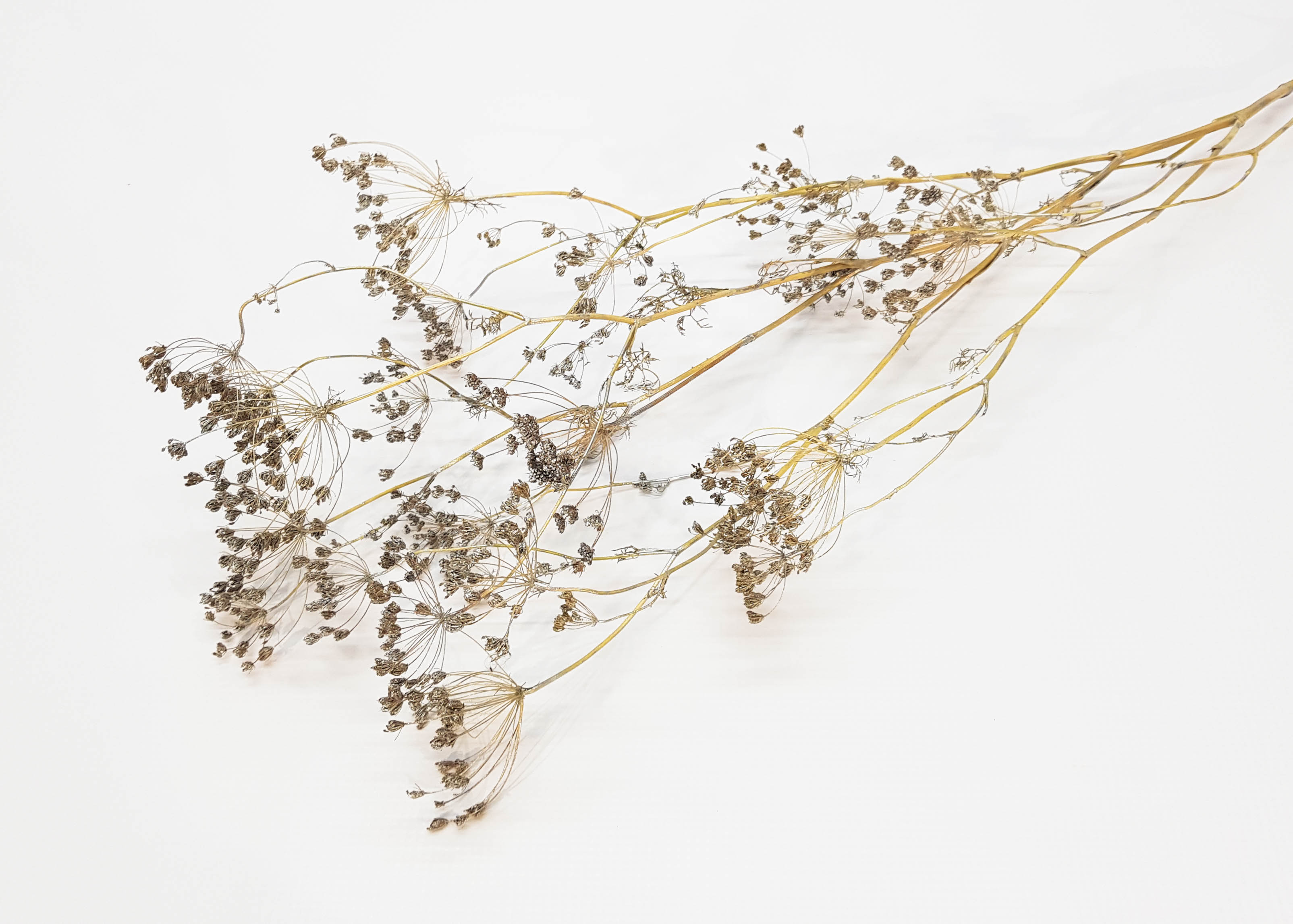 Fennel natural silver washed 50-75 cm 65 gr