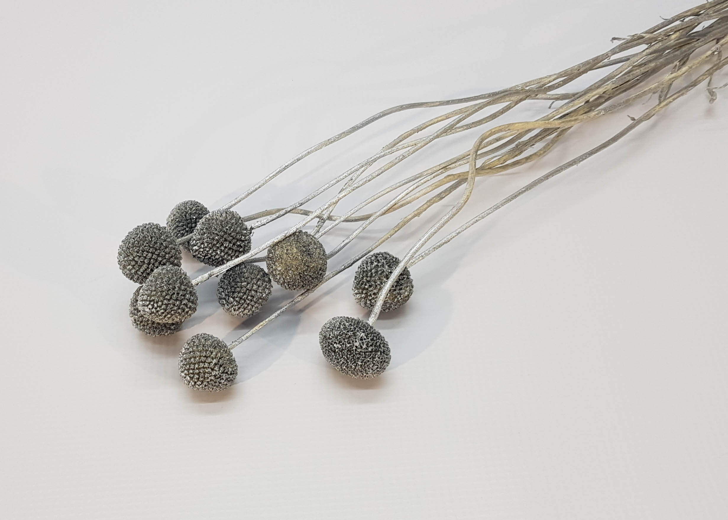 Craspedia bleached silver washed 40-50cm 20 STK
