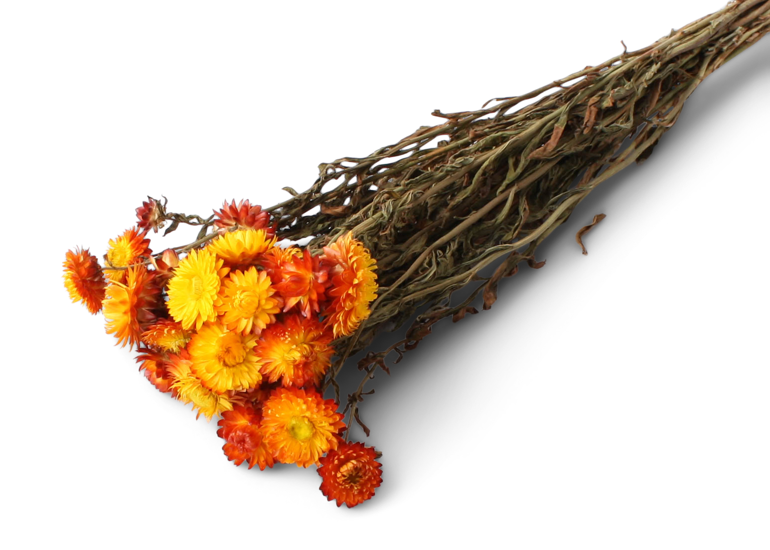Helichrysum Orange 40-50cm 100g