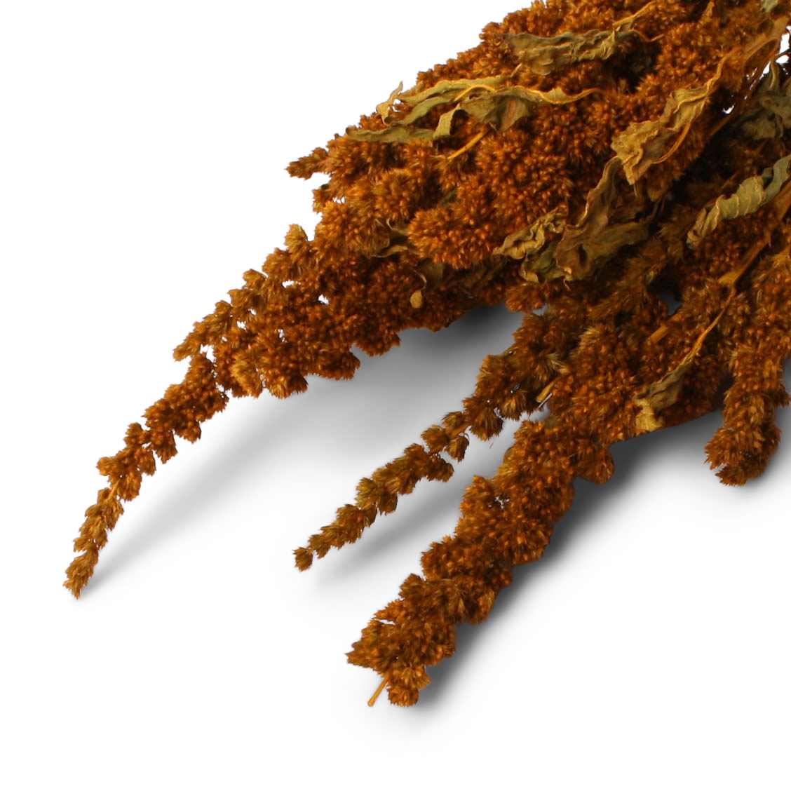 Amaranthus Green Thumb aspen-g 75 GR