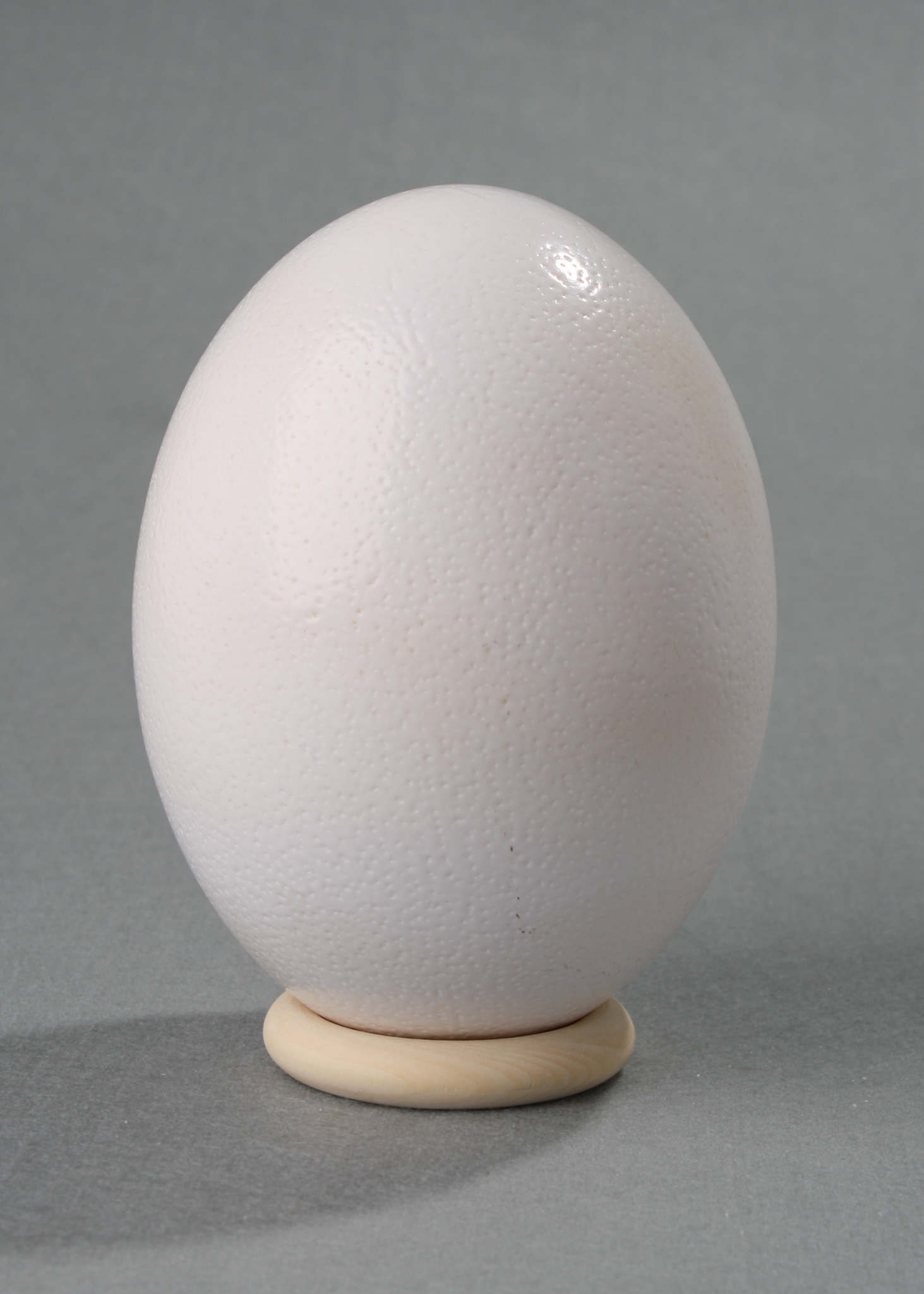 Ostrich Egg mit Holzständer gloss white