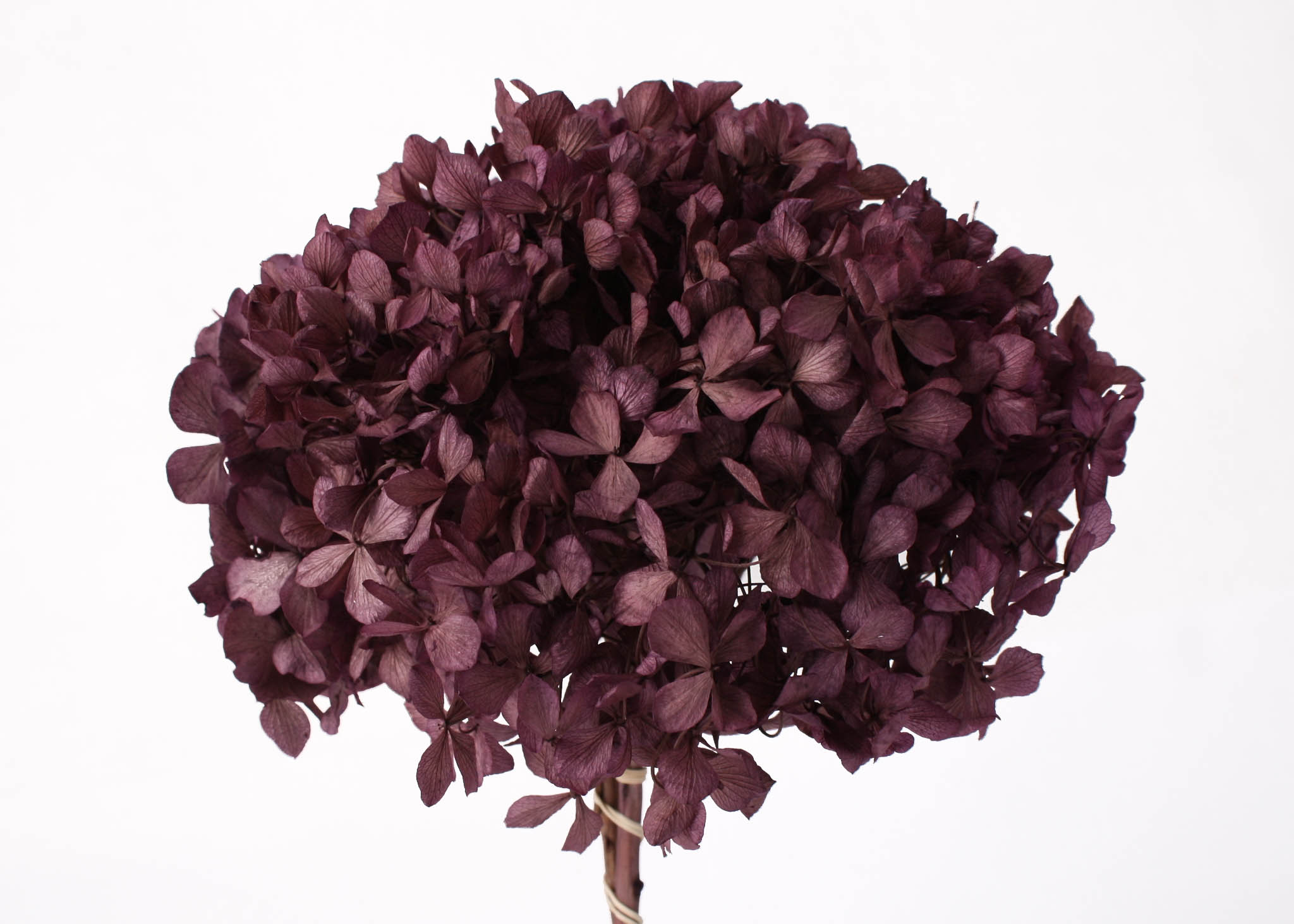 Hydrangea Purple Orchid (15cm Hd) 20-25cm Stem