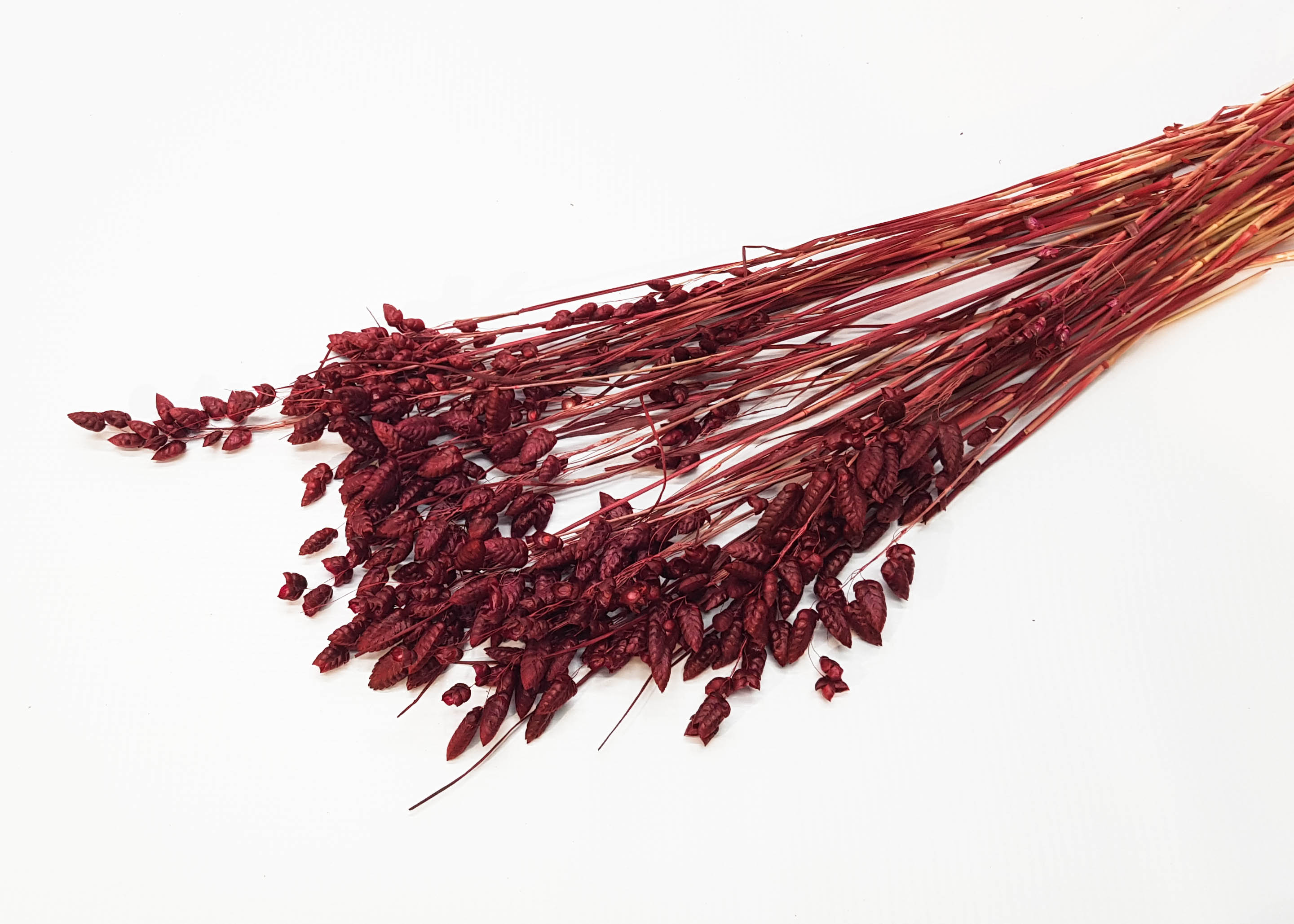 Briza Bordeaux 50-60cm 100g