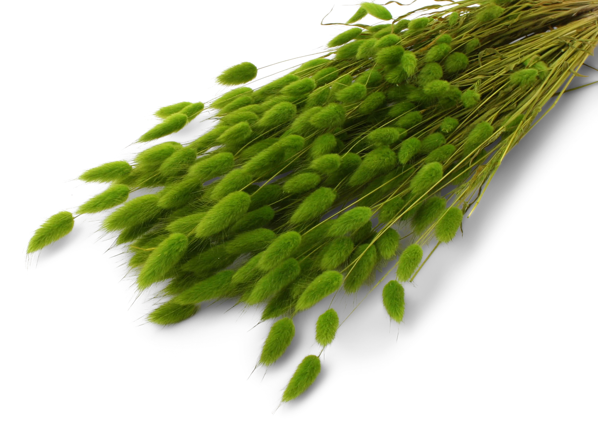 Lagurus Ovatum Basil 55-60cm 100g