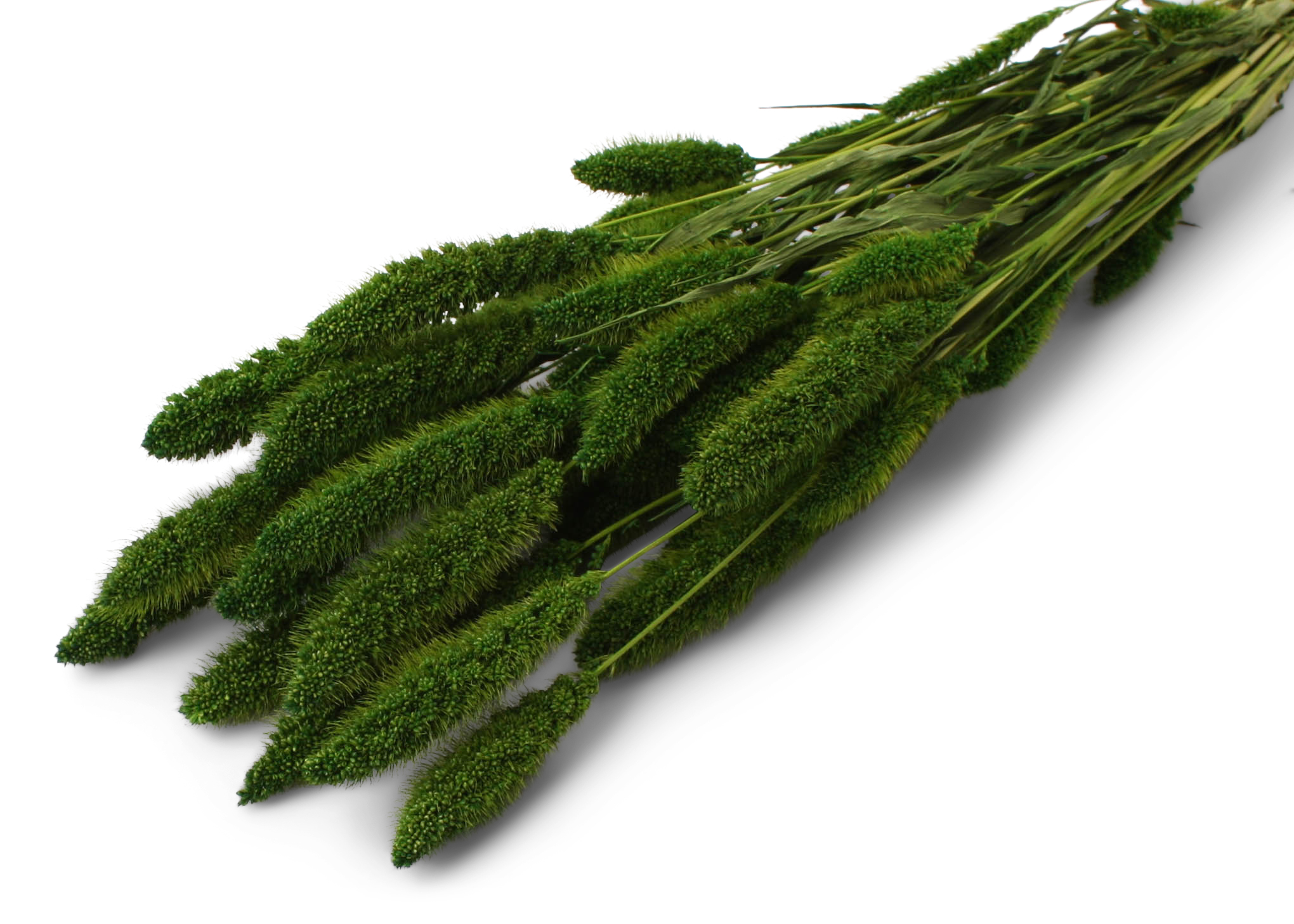 Setaria Antique Moss 50-60cm 100g