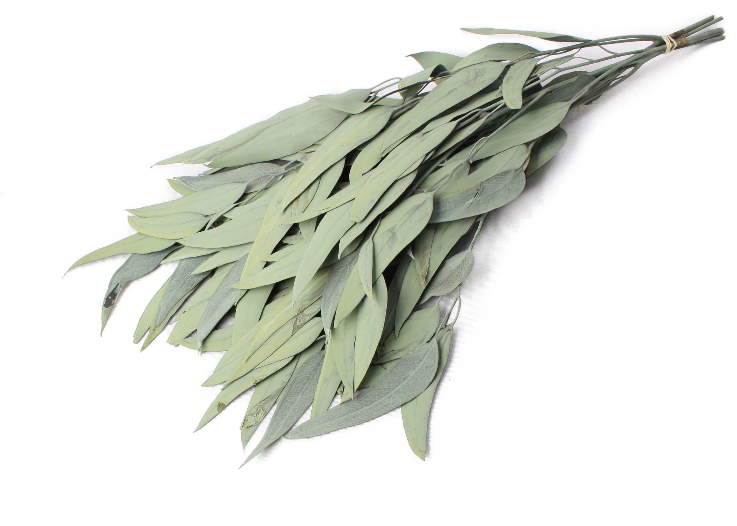 Eucalyptus Willow Asparagus 40-50cm 75g