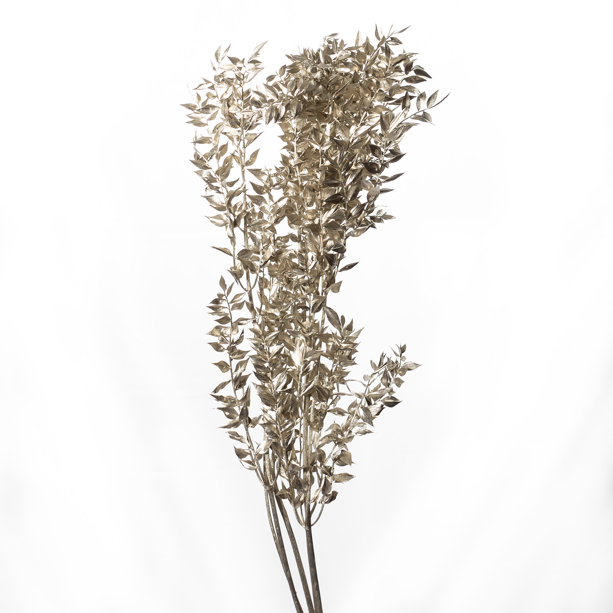 Ruscus 250 Gramm platin