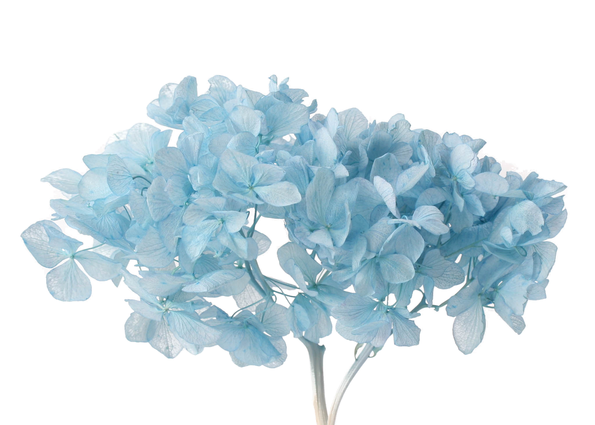 Hydrangea 15-20cm Head p-aquamarine