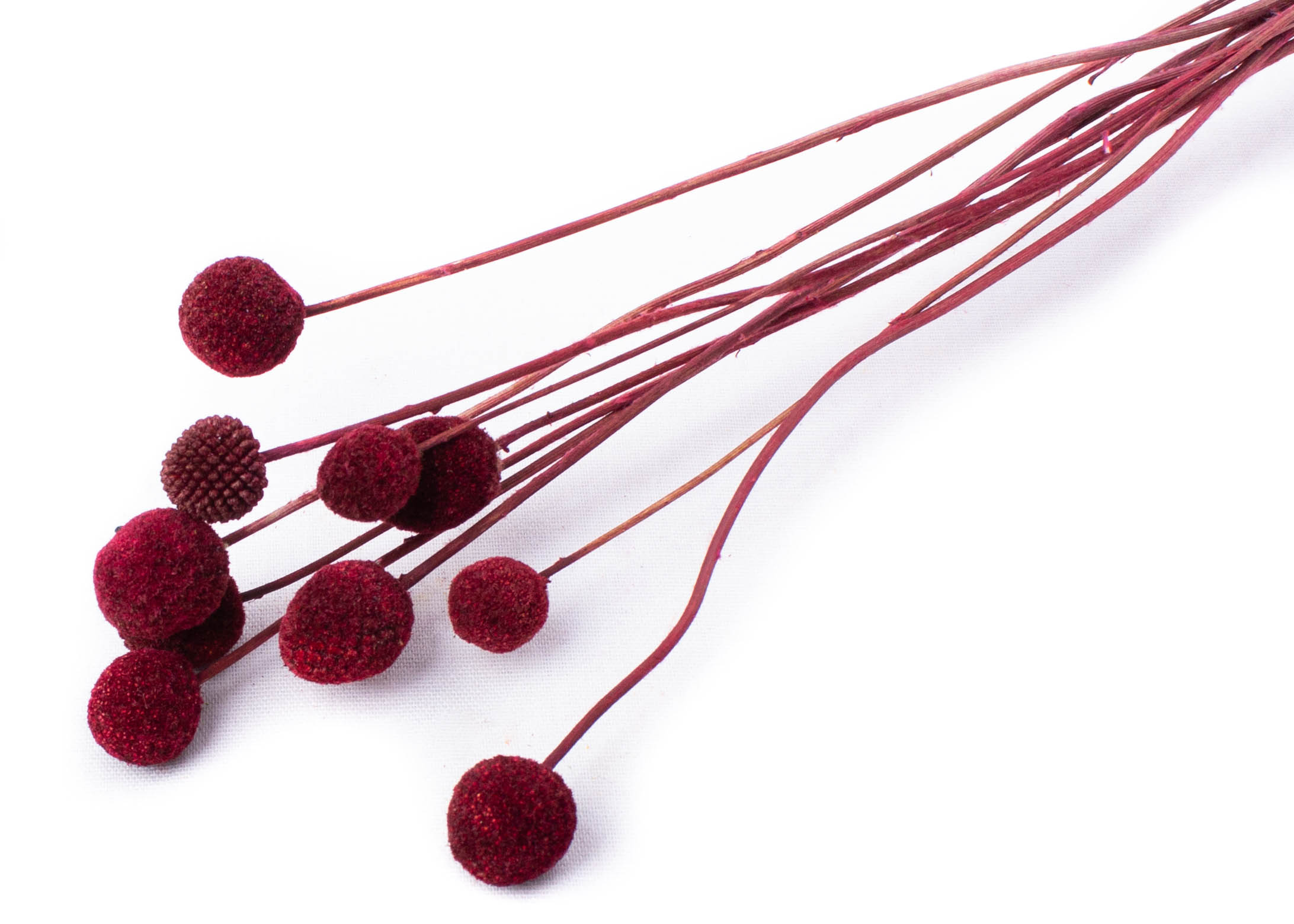 Craspedia Bordeaux 40-50cm 45g
