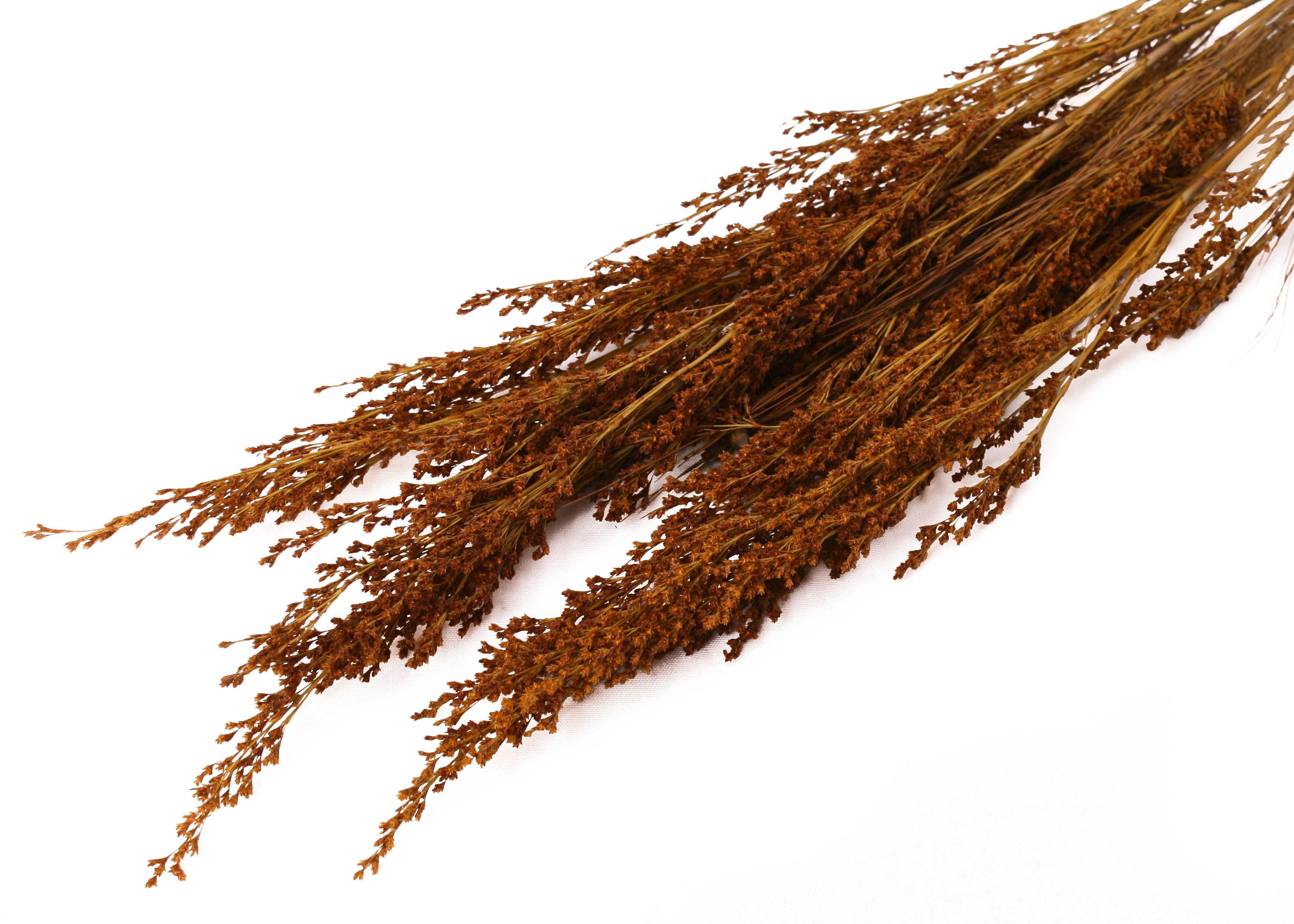 Reed Grass Moos Green 75g preserved
