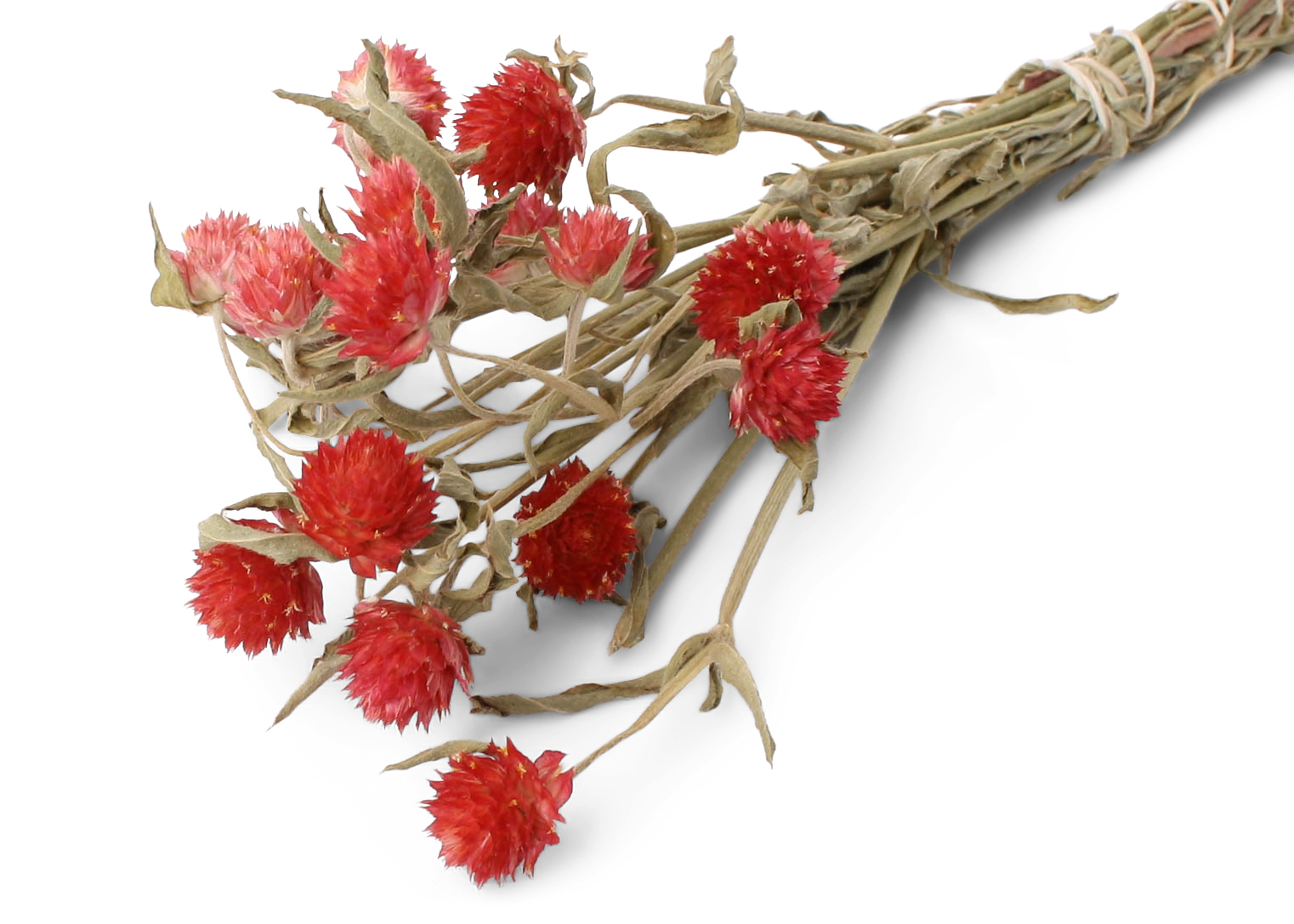 Gomphrena 30-40cm, 75g, red