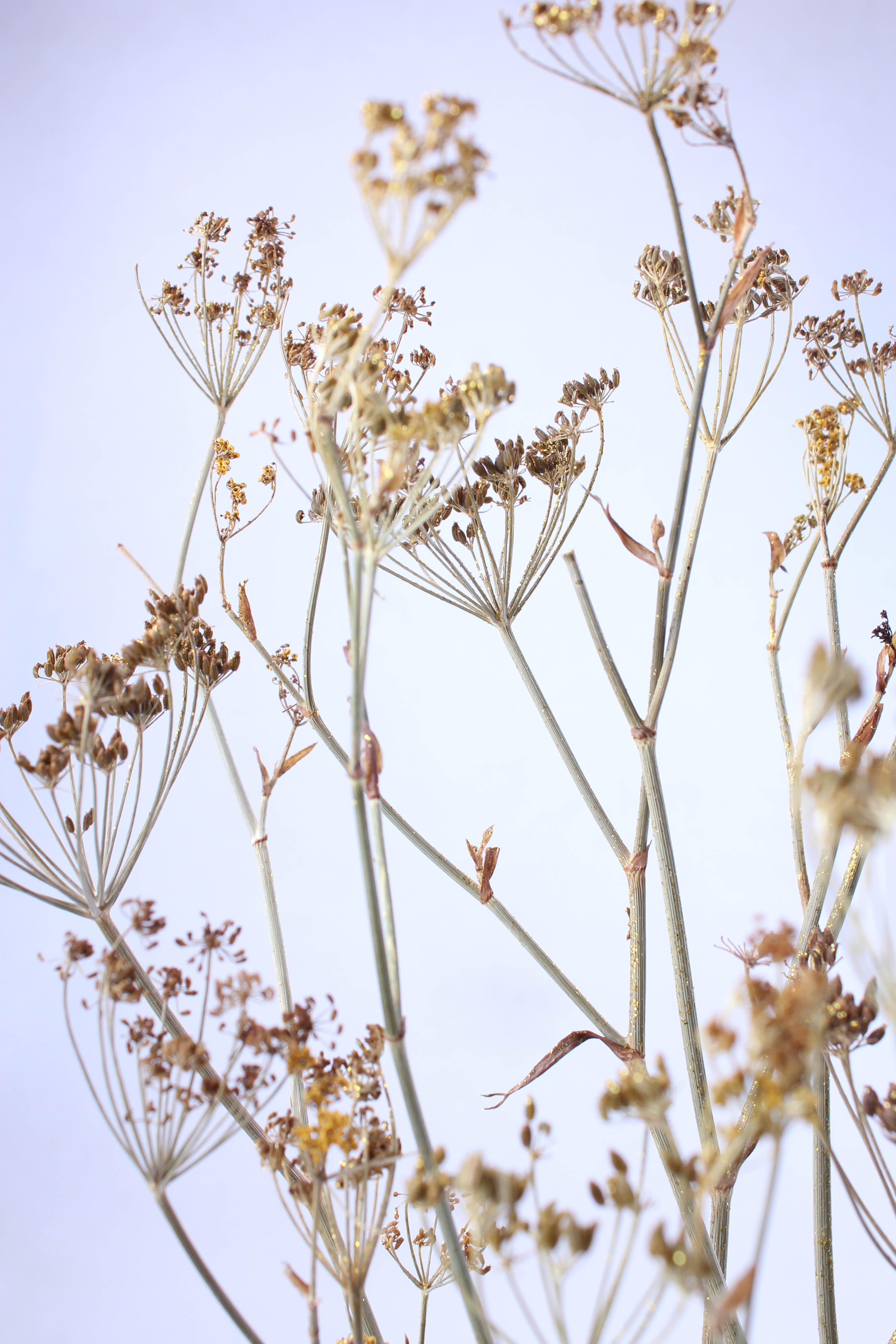 Fennel natur gold washed 50-75 cm 65 g