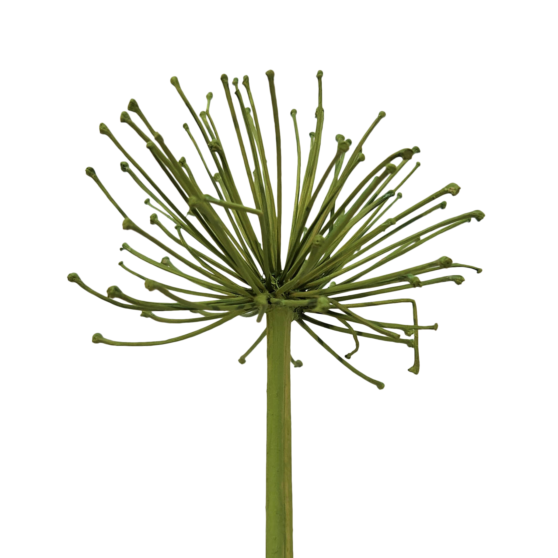 Agapanthus mixed small/medium olive 6 STK