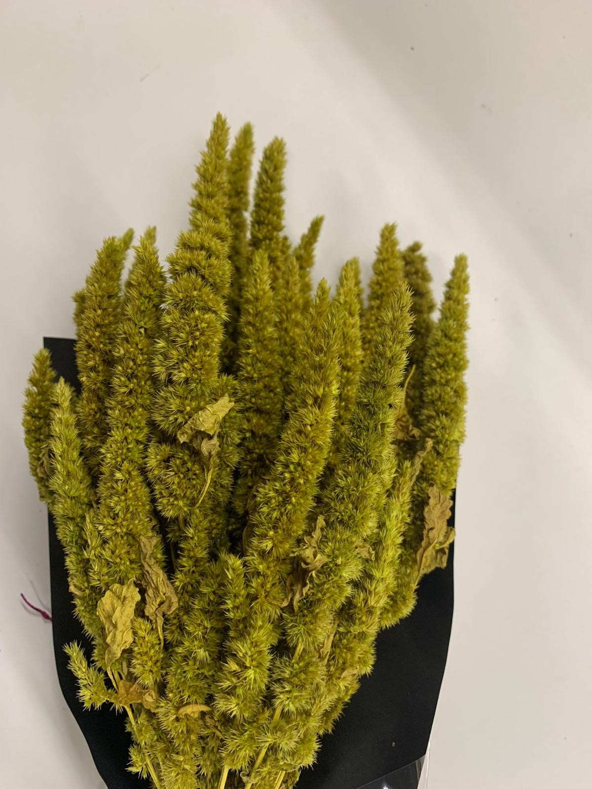 Amaranthus Green Thumb basil 75 GR