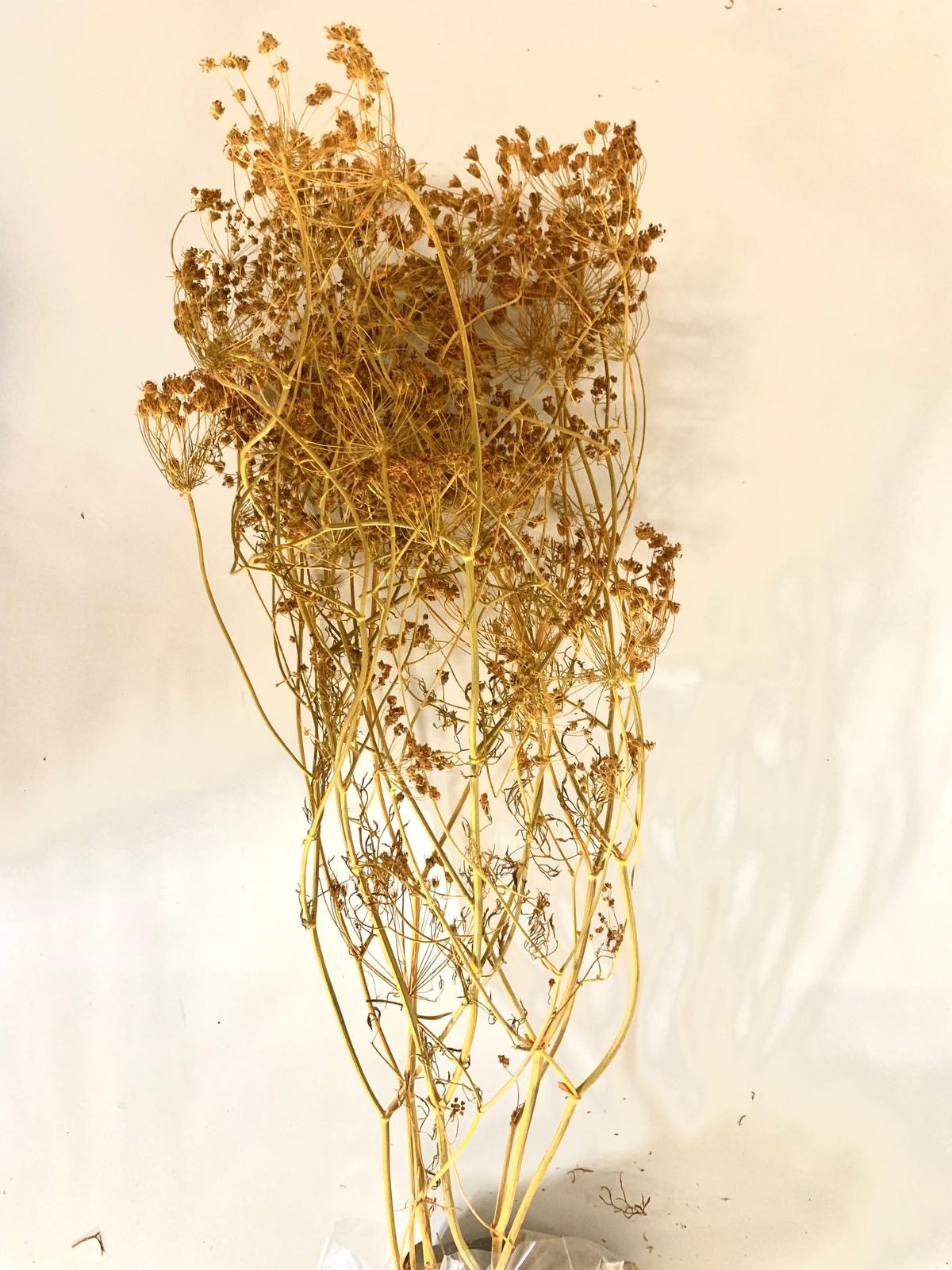 Fennel aspen gold 50-75 cm 50 g