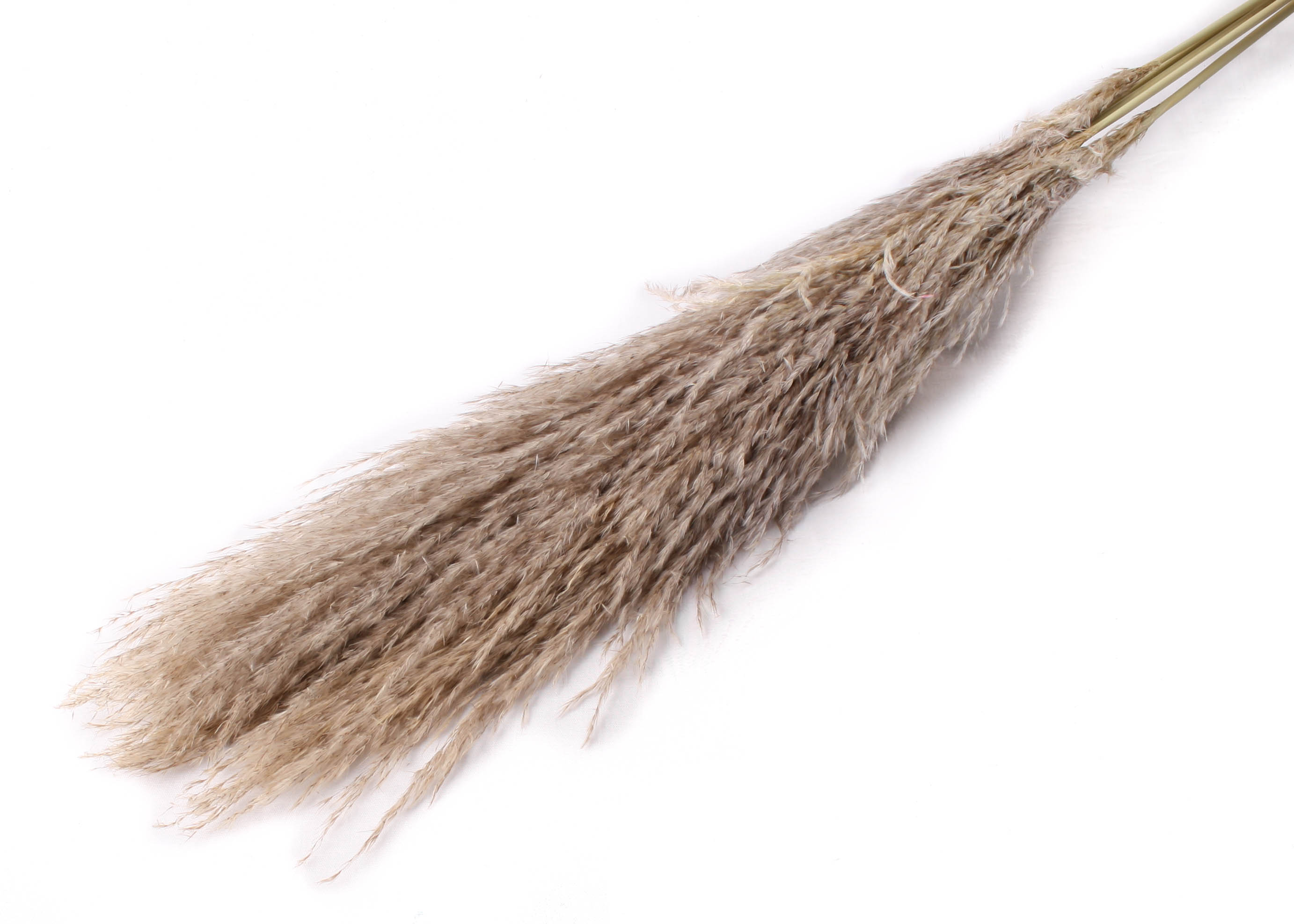 Pampas Large natur 5 Stk, 120cm