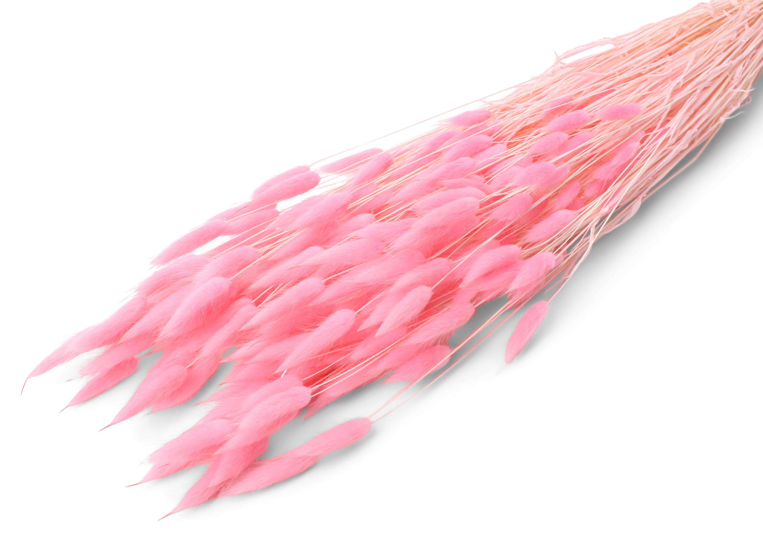 Lagurus ovatum p.l.pink 55-60 cm 100g