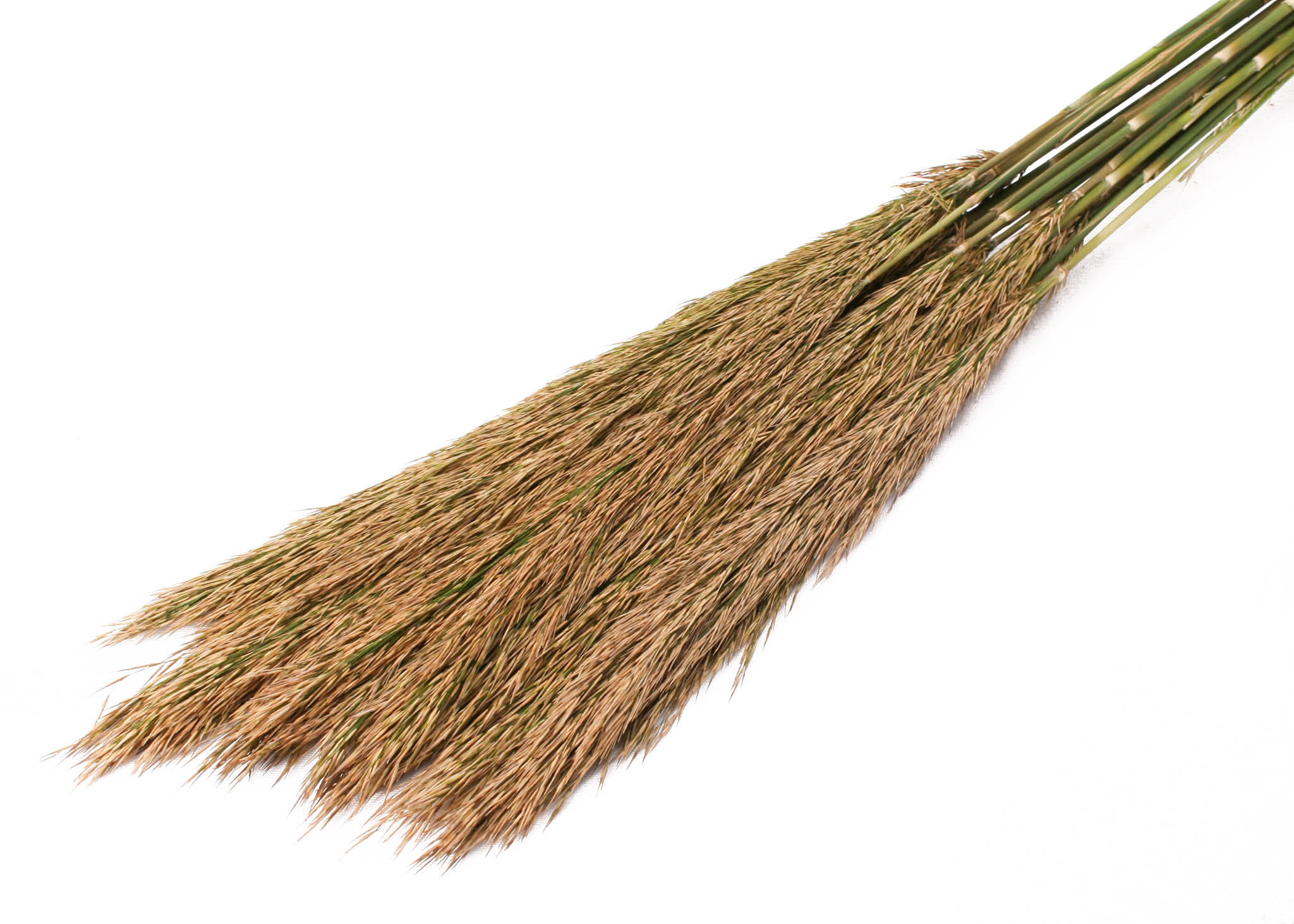 Plume Reed Long nat green 125g