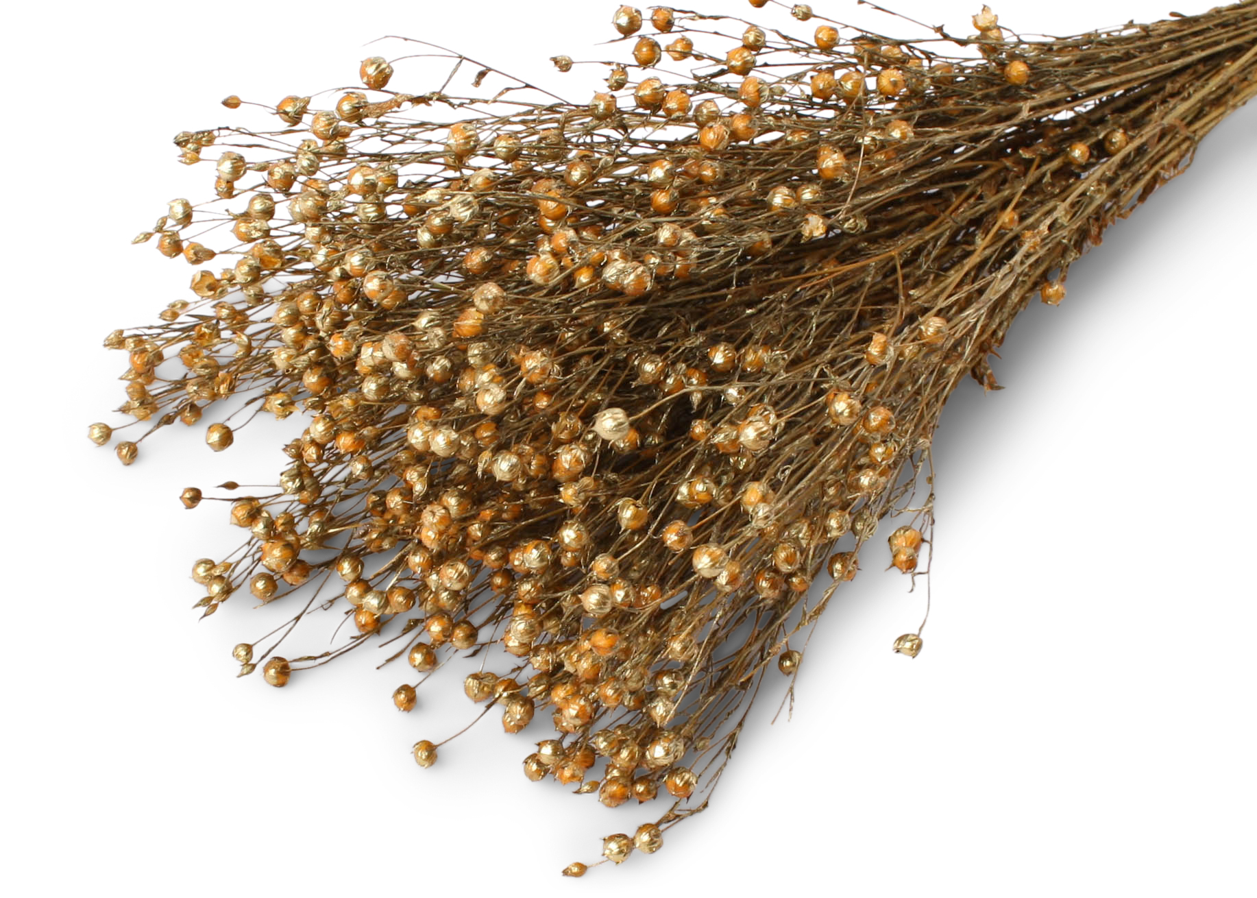 Linum Aspen Gold 40-50cm 75g