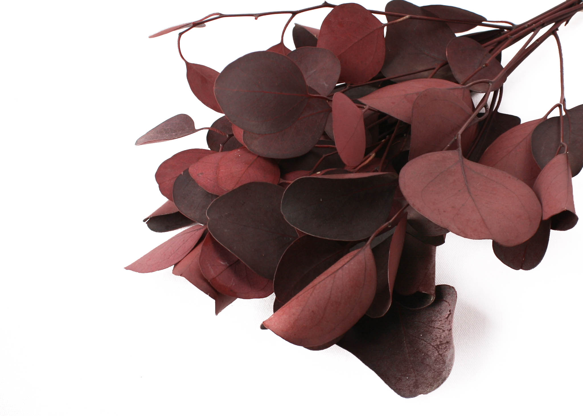 Eucalyptus Populus Red 40-50cm 75g
