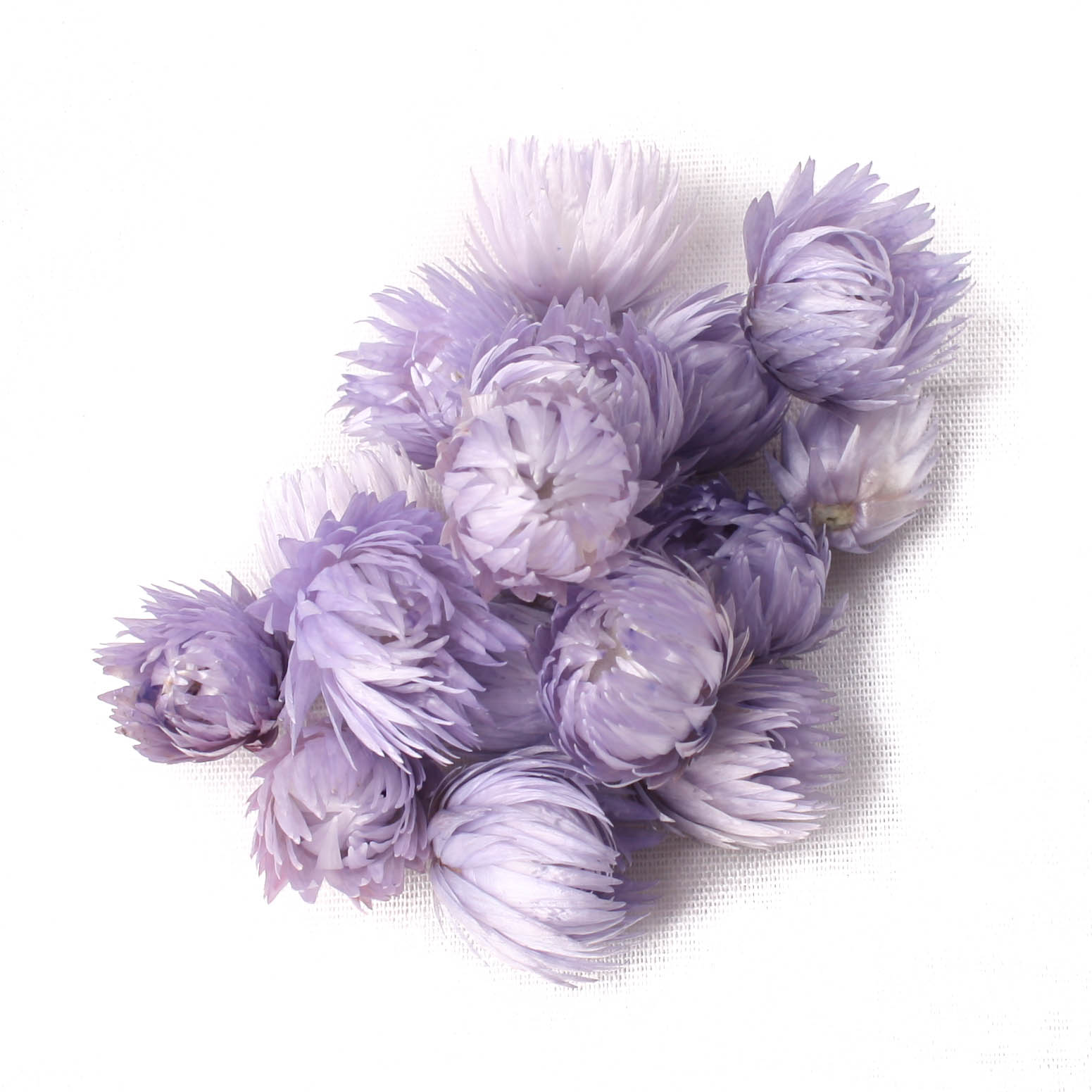 Capblumen Med Loose Purple 30g