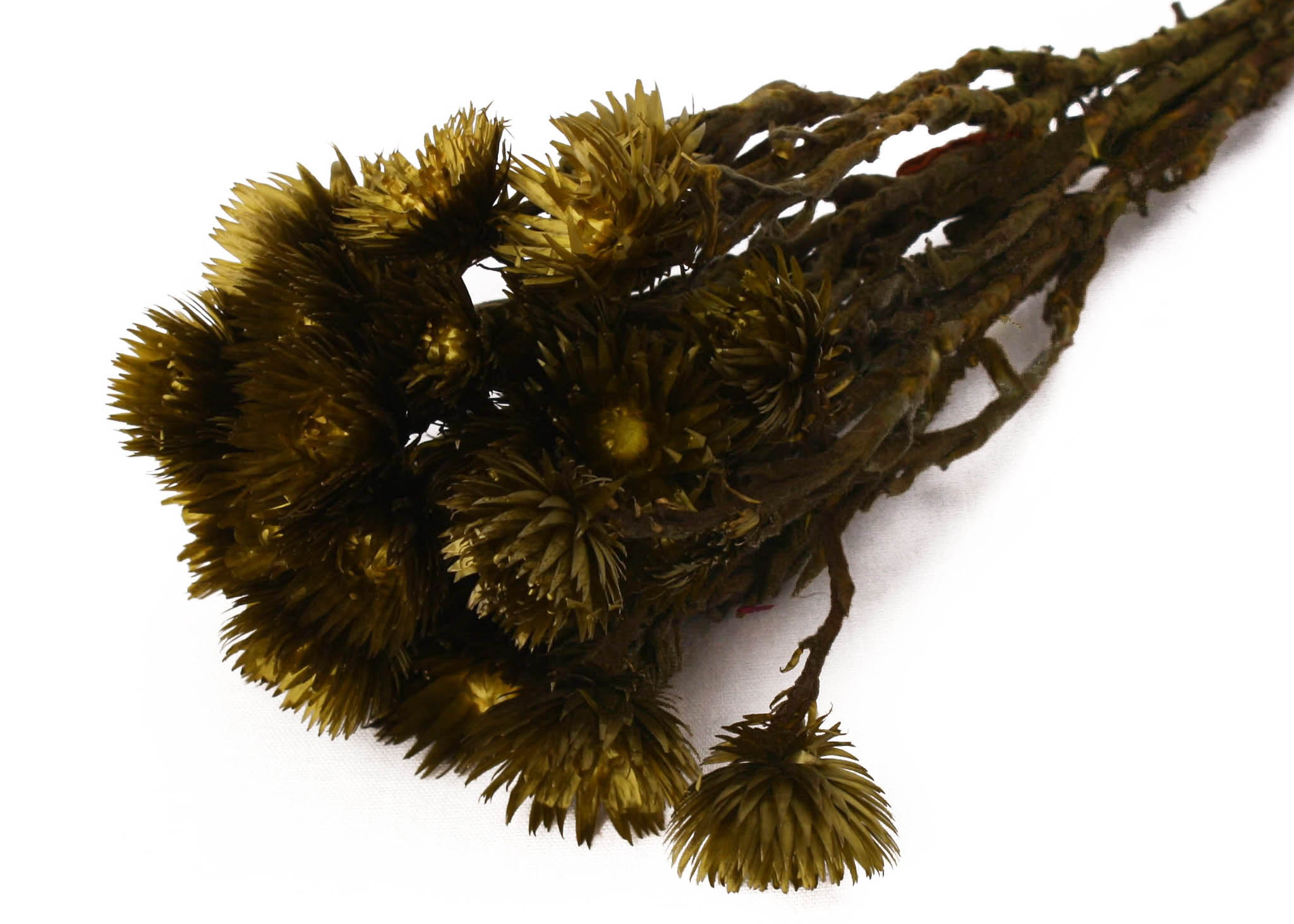 Capblumen antique moss 30 cm 50 g