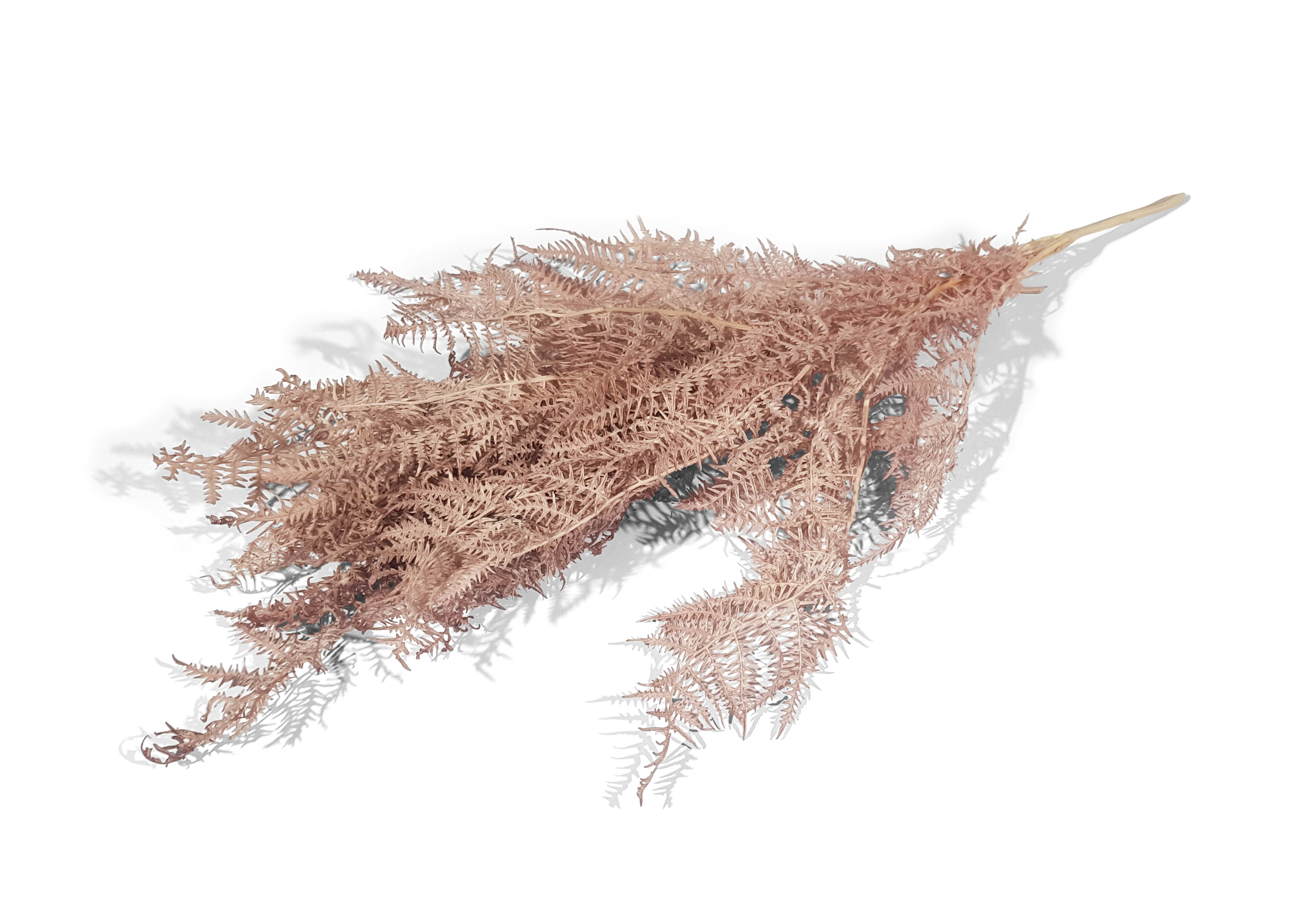 Bracken Fern p-lavender 50 Gramm