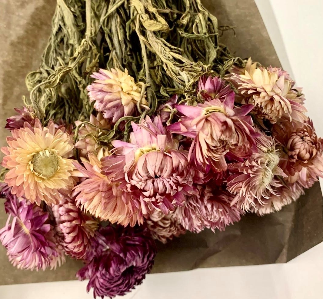Helichrysum Bright Rose 40-50cm 100g