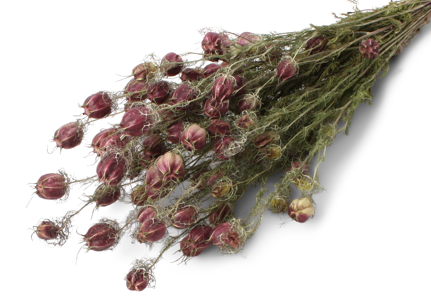 Nigella Albion 35-50cm 125g