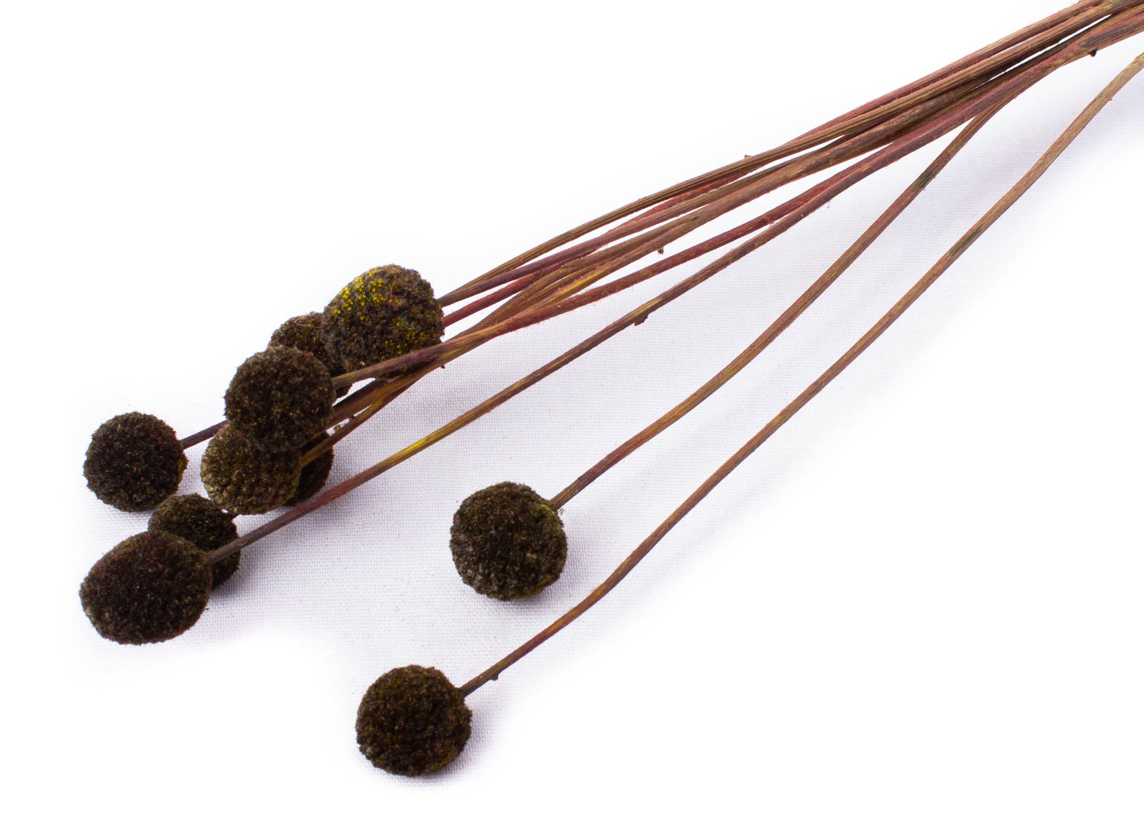 Craspedia Antique moss 40-50cm 45g