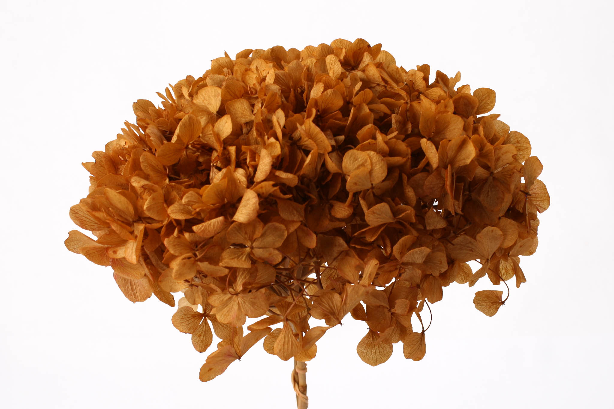Hydrangea Aspen Gold (15cm Hd) 20-25cm Stem