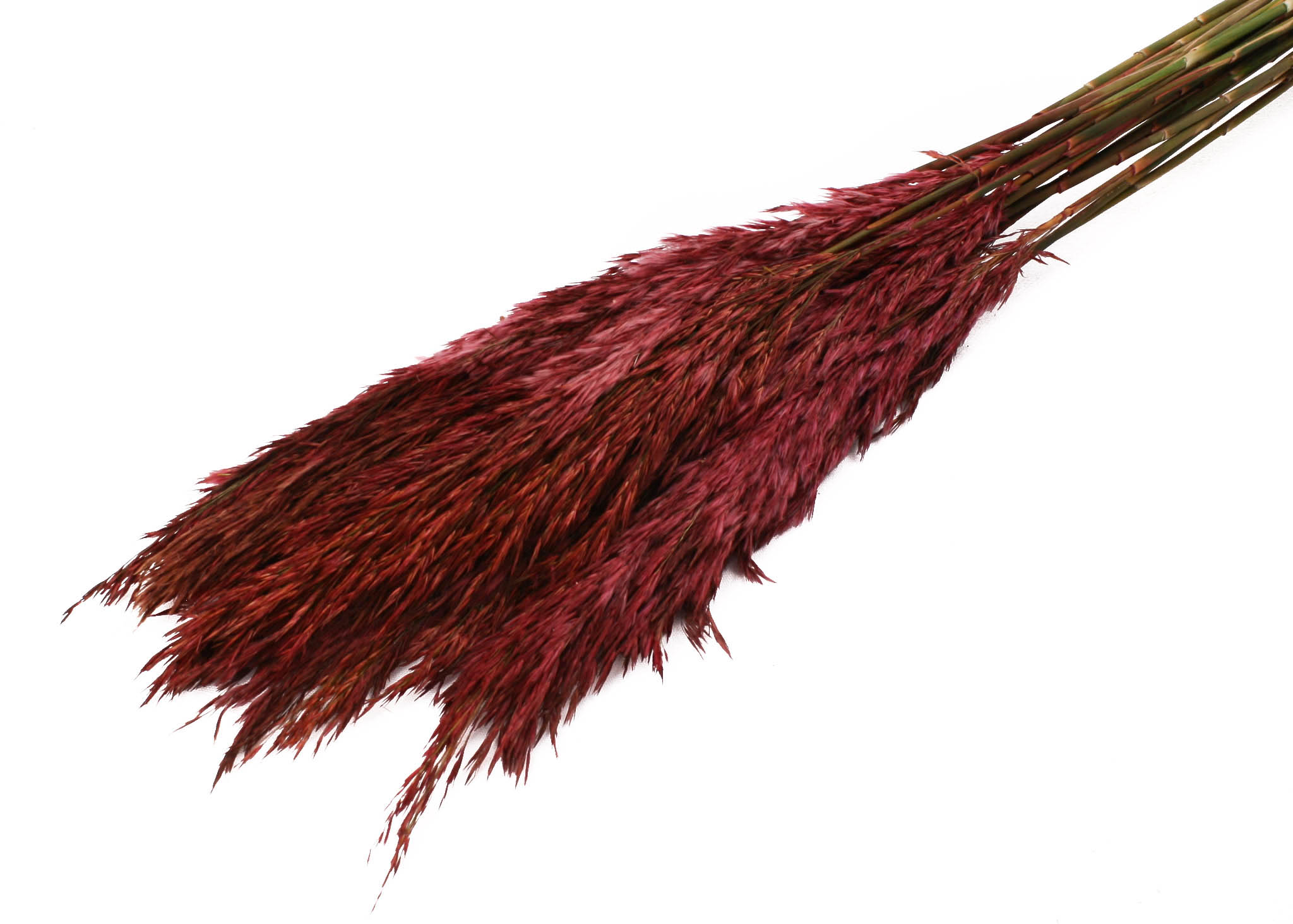 Plume Reed 20-35cm HD merlot 100cm 100g