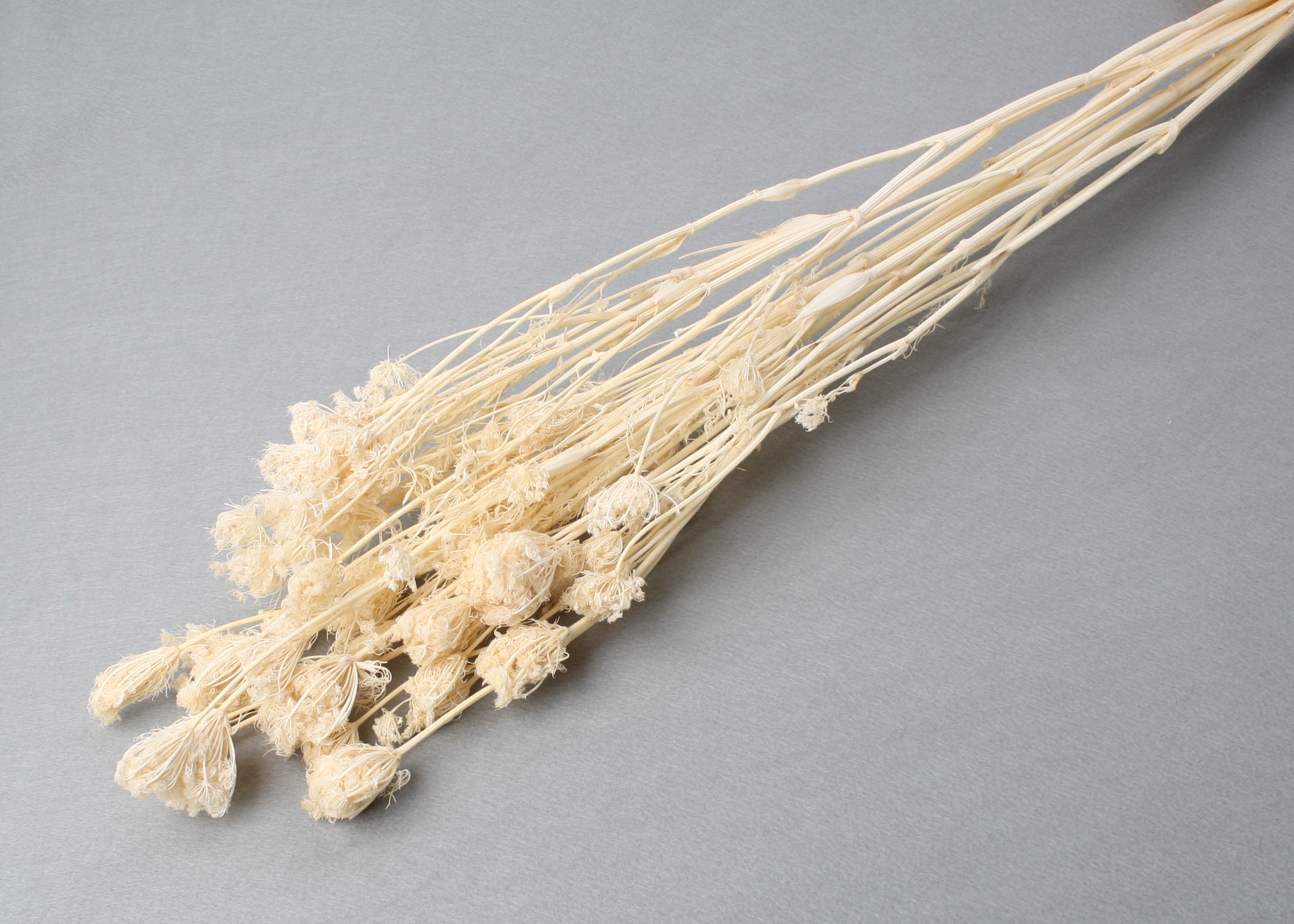 Apiales Bleached 45-75cm 75g