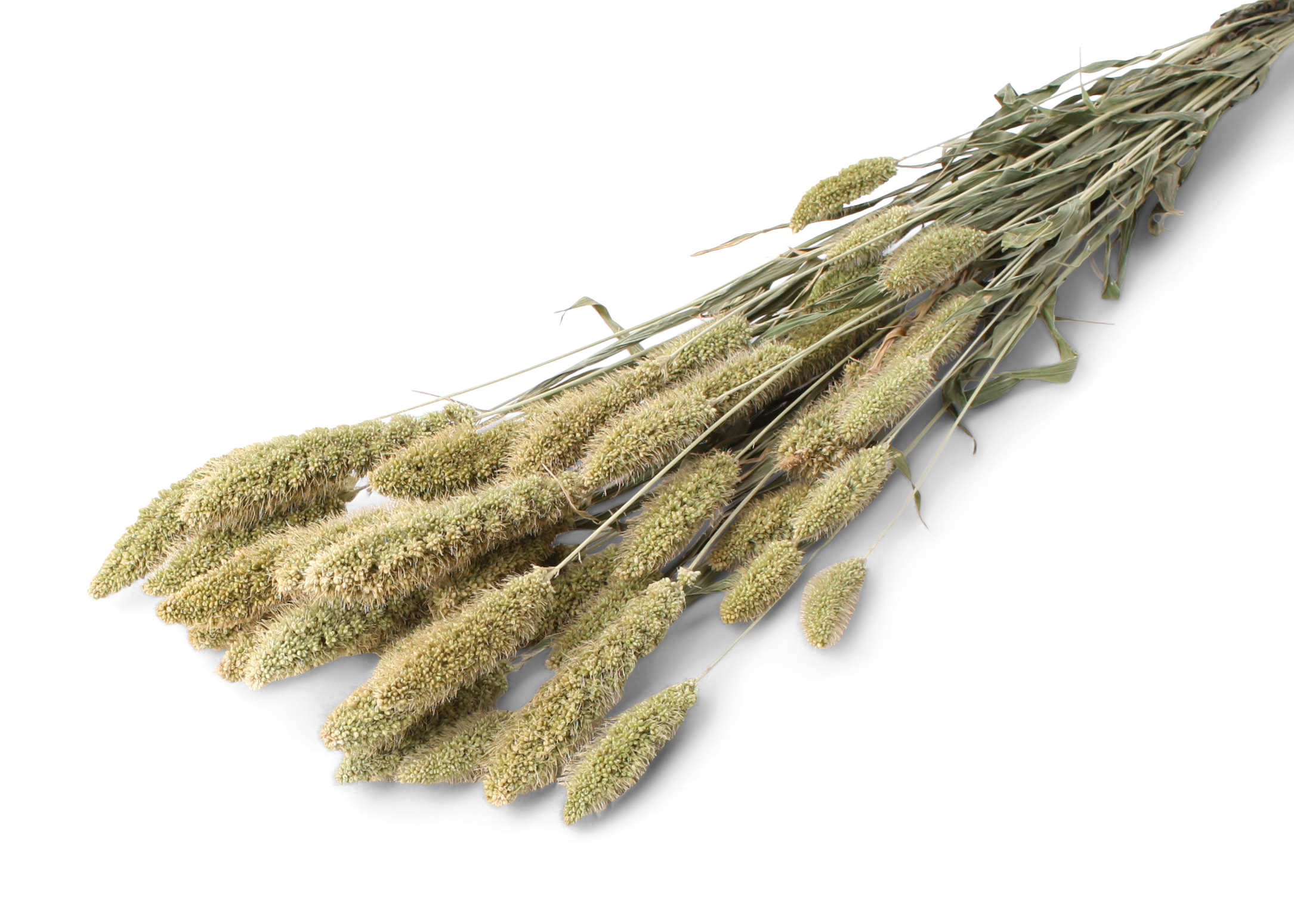 Setaria 50-60cm 100g