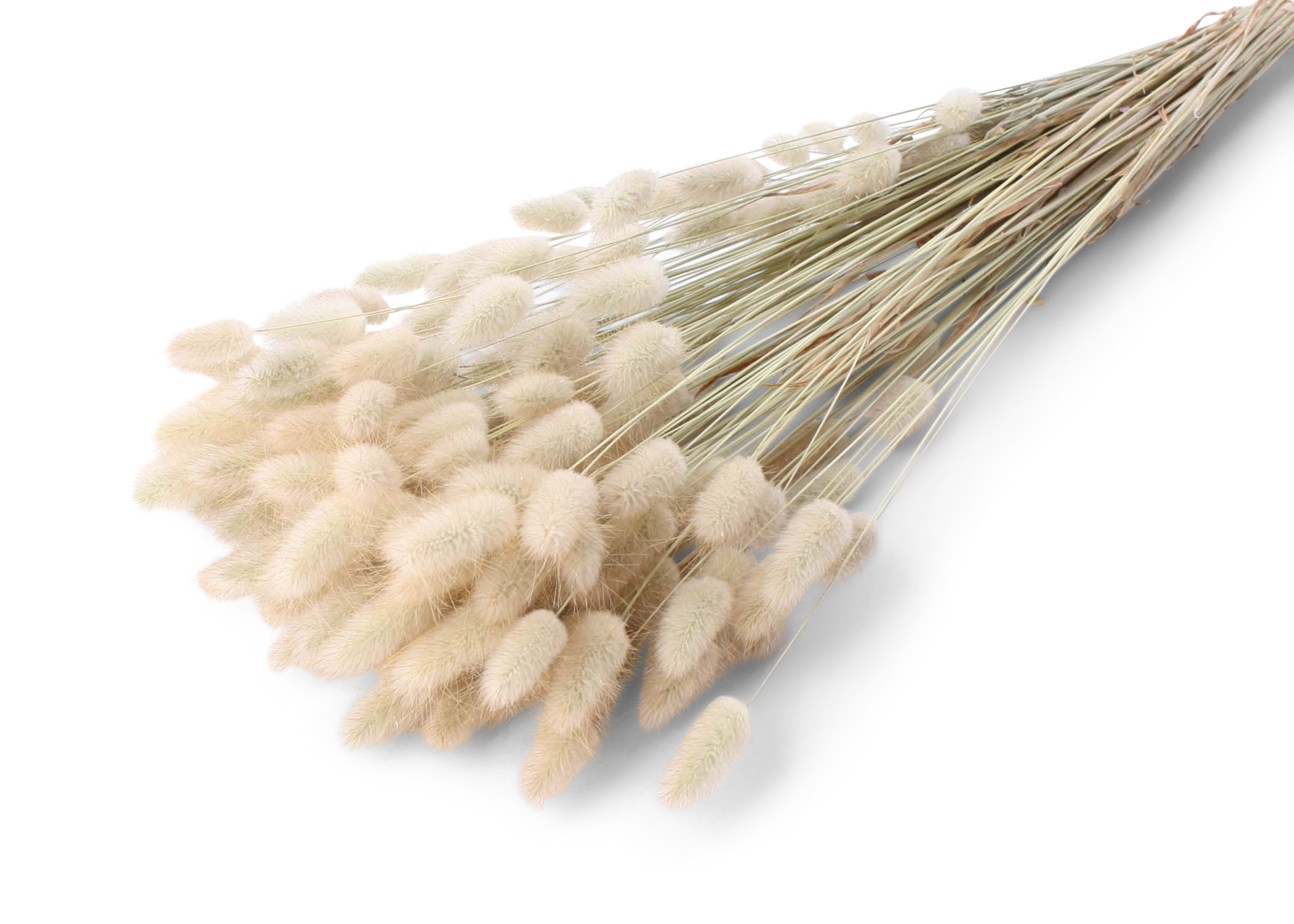 Lagurus Ovatum 55-60cm 100g